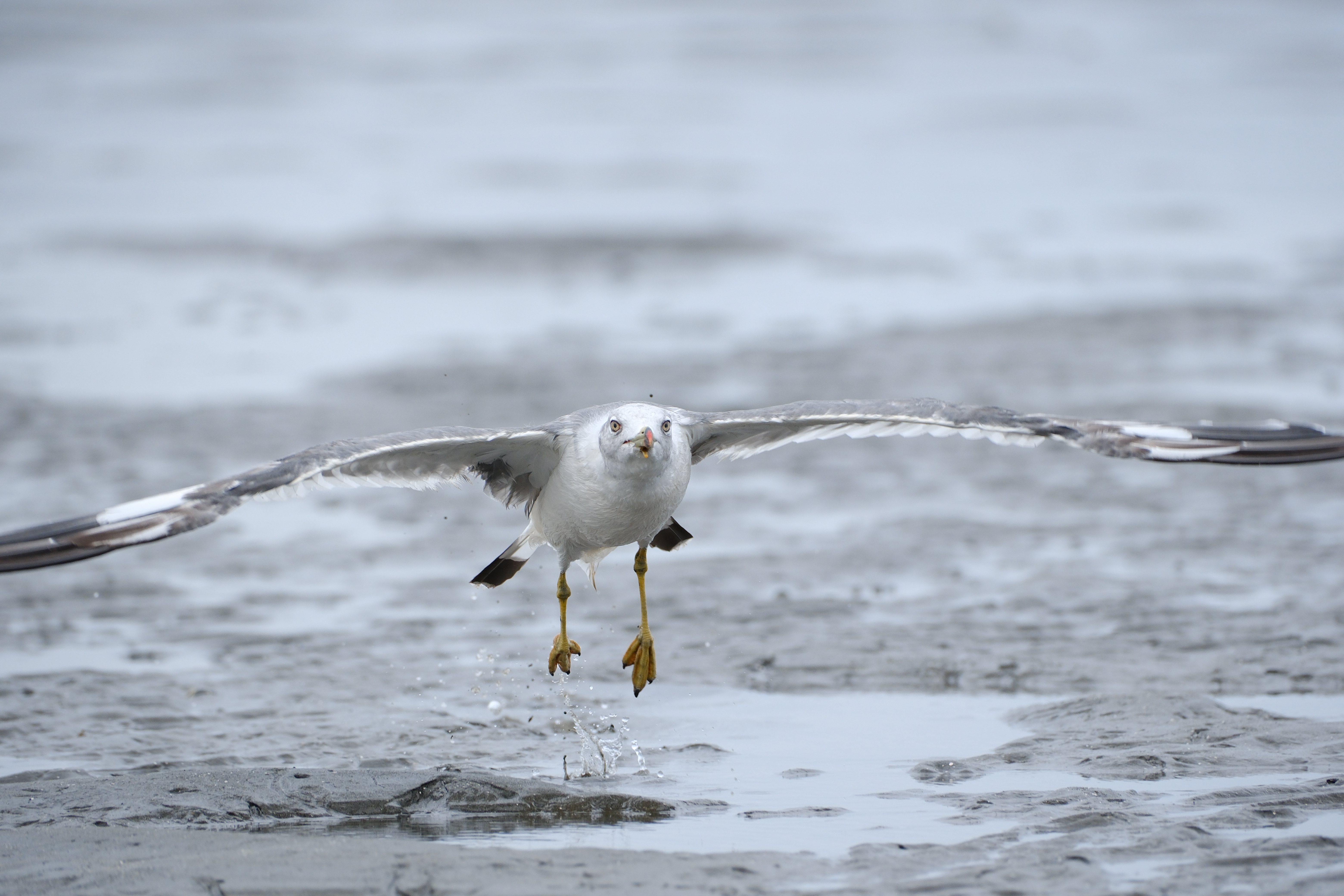 X-H2S　XF70-300mmF4-5.6 R LM OIS WR（F6.4・1/1,600秒・289mm）ISO 800