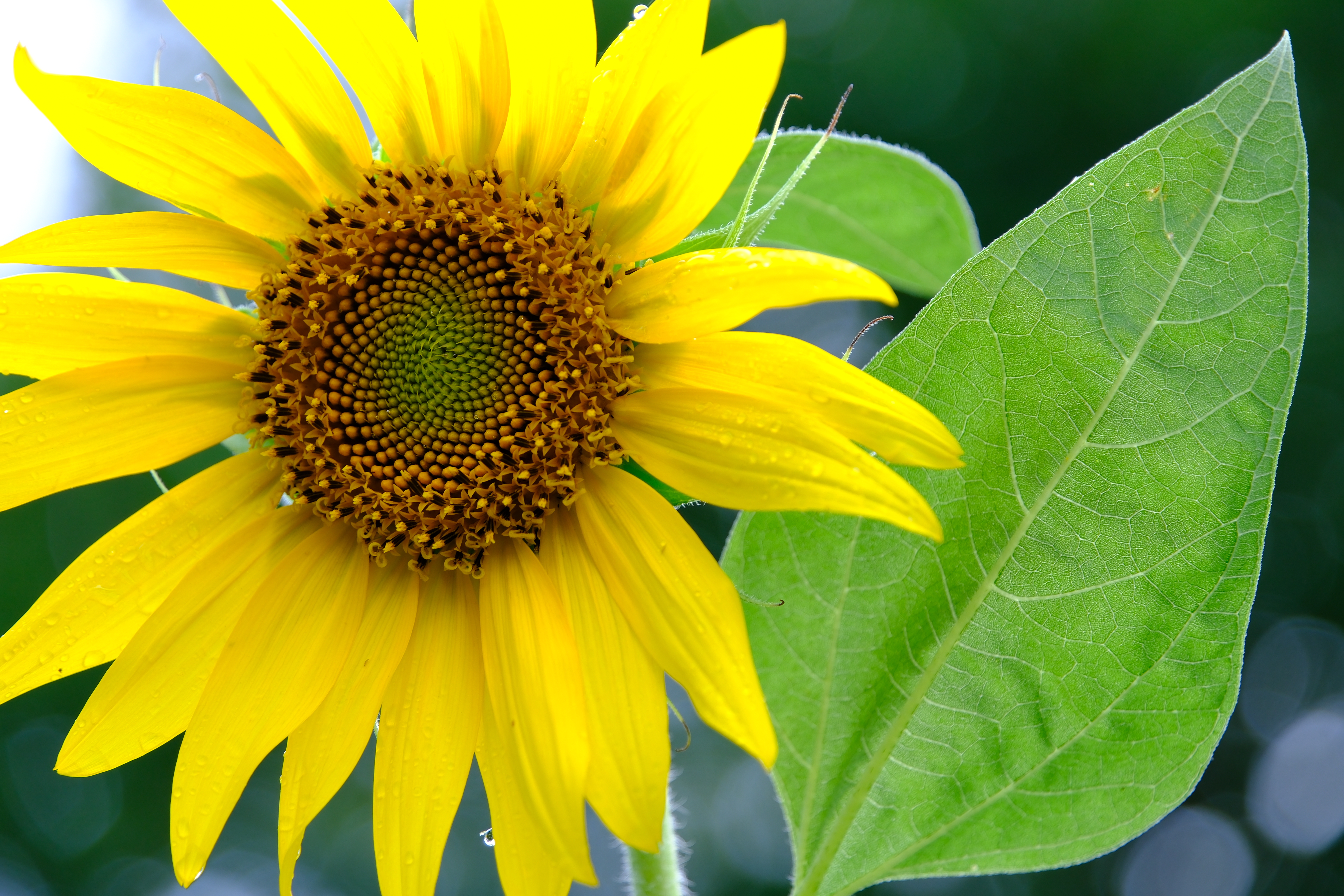 X-H2S　XF18-120mmF4 LM PZ WR（F4・1/105秒・89.6mm）ISO 160