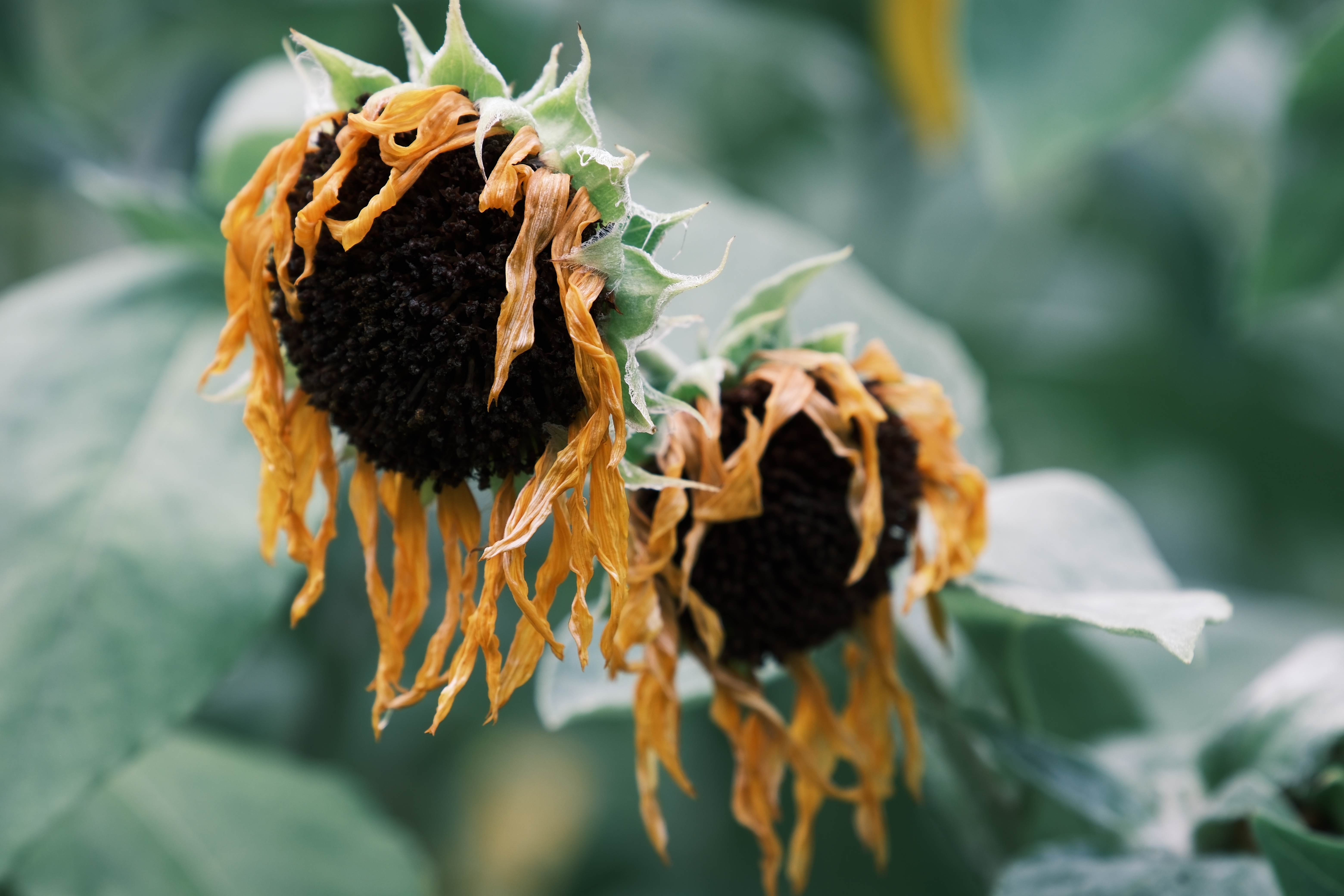 X-H2S　XF18-120mmF4 LM PZ WR（F5.6・1/70秒・108.9mm）ISO 160