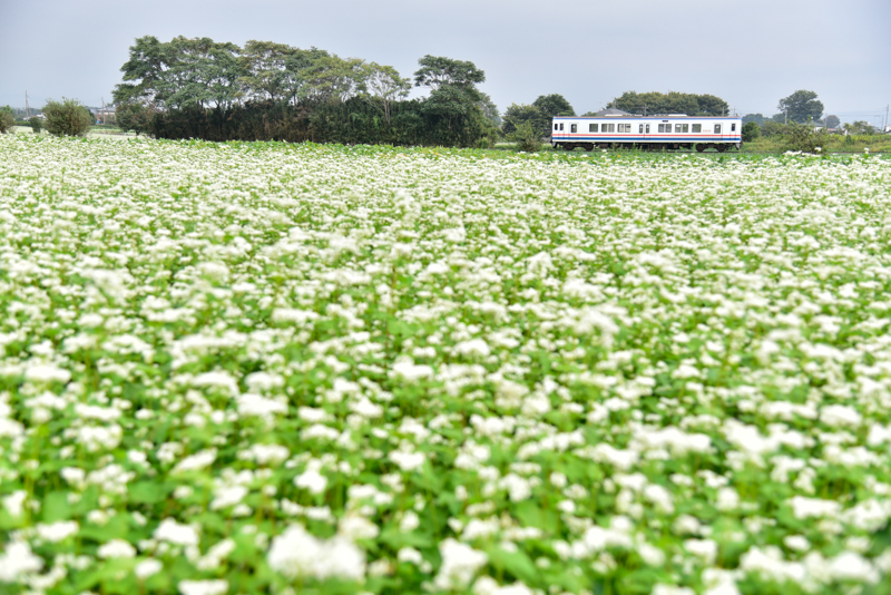 ニコンD750　AF-S NIKKOR 24-120mm f/4G ED VR（48mm） 絞り優先オート （F4、1/1,000秒）ISO 200　WB：晴天