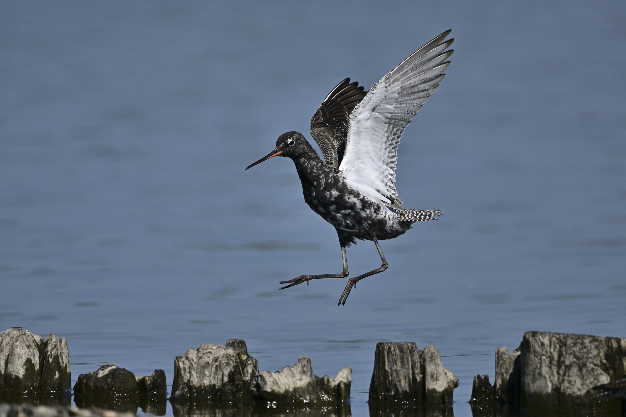 1,200mm相当の狭い画角からフレームアウトしないよう高速で飛翔するツルシギを追い続けるのは至難の業だが、BV-15のスムーズな動きに助けられた<br><span class="fnt-85">Nikon Z 9／NIKKOR Z 800mm f/6.3 VR S／800ｍｍ（1,200mm相当にDＸクロップ）／マニュアル露出（F6.3、1/6,000秒）／ISO 400／WB：晴天</span>
