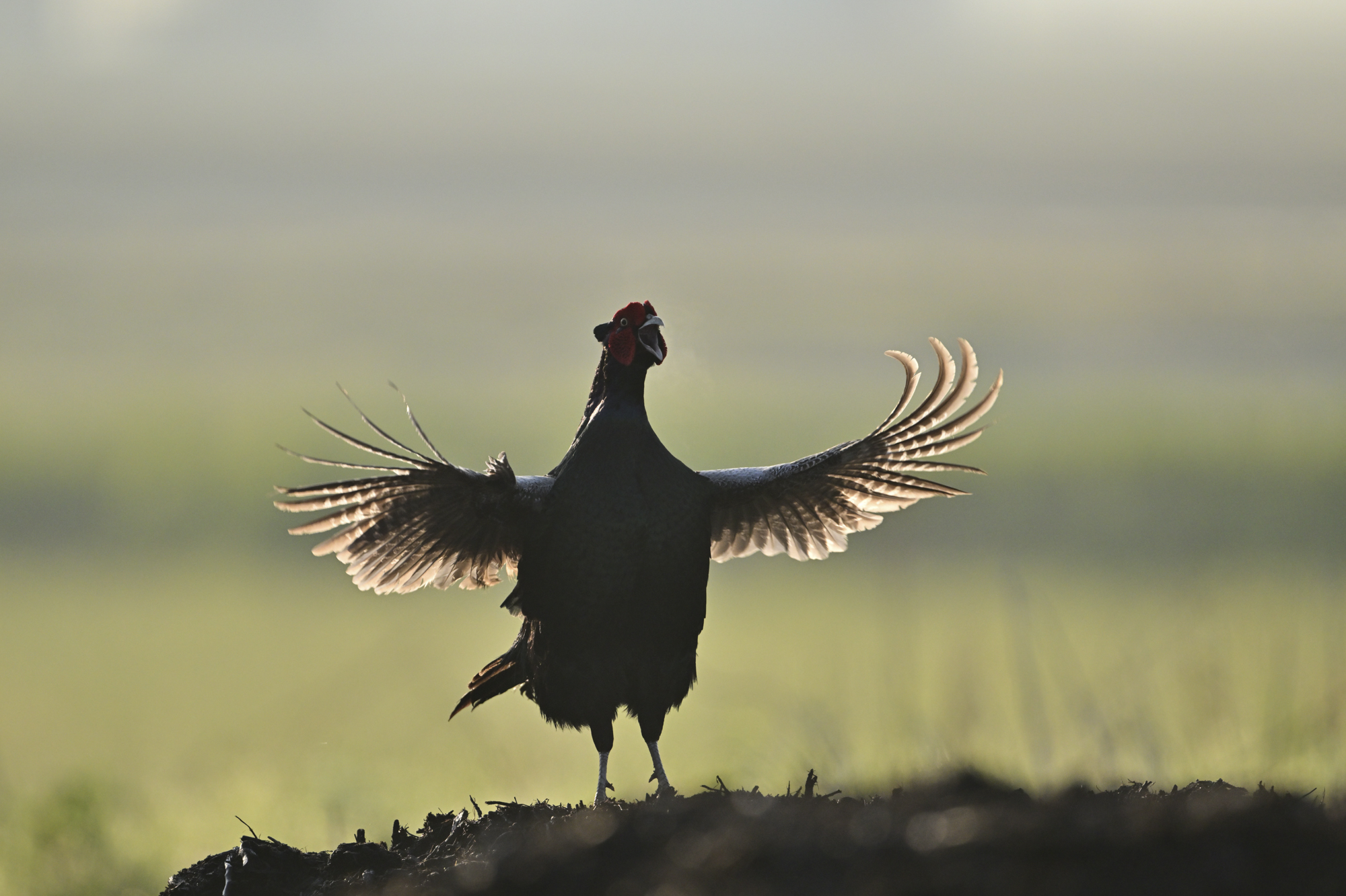 キジのオスが翼をバタつかせて求愛行動。一瞬の動きを狙うには、常時レンズをキジに向けておく必要があり、ブレの心配がない条件下でも三脚は欠かせない<br><span class="fnt-85">Nikon Z 9／NIKKOR Z 800mm f/6.3 VR S／800mm／マニュアル露出（F6.3、1/4,000秒）／ISO 800／WB：晴天</span>