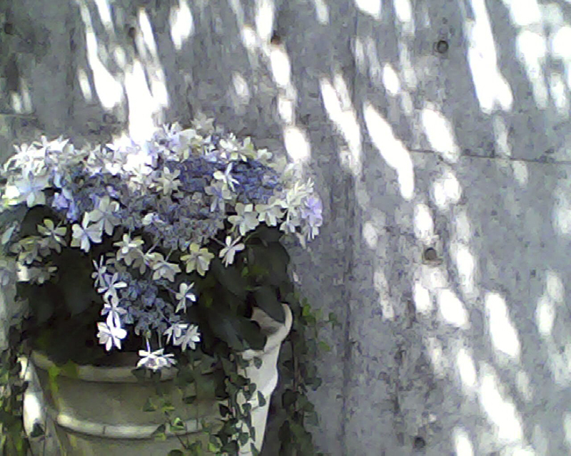 サンプル画像（ケンコー・トキナー提供。以下同）