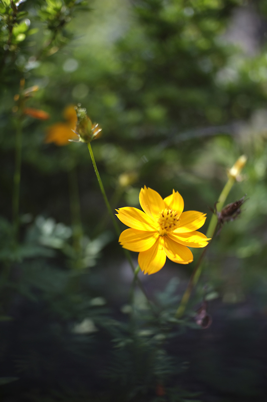 サンプル画像（焦点工房提供）