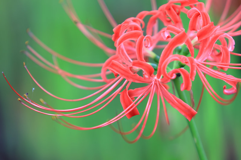 重たいレンズはイヤなので使用頻度が低く、ボヤボヤしている間にIS内蔵タイプが出たりして、売り時を逃したまま時が過ぎました。初期モデルです。至近距離で彼岸花を撮影してみましたが優しい描写をしますしボケにもクセはありません。絞り設定で少しだけ描写性能に変化があります。<br>EOS R7　EF70-200mm F2.8L USM（F3.5・1/250秒・200mm）ISO 400