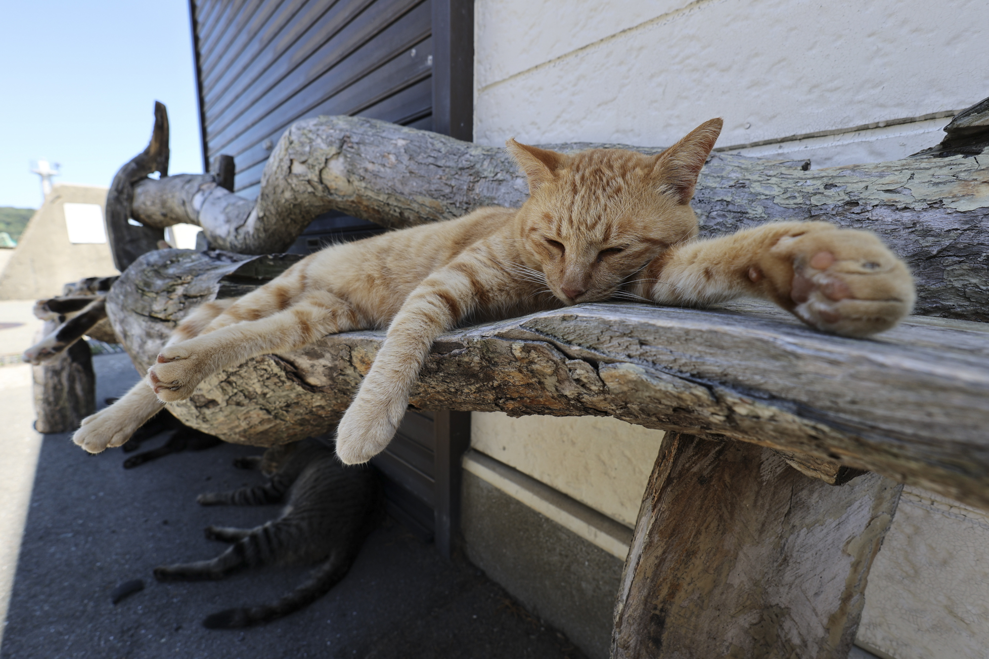 EOS R6／15mm／絞り優先AE（F6.4、1/125秒、-0.7EV）／ISO 100／WB：オート