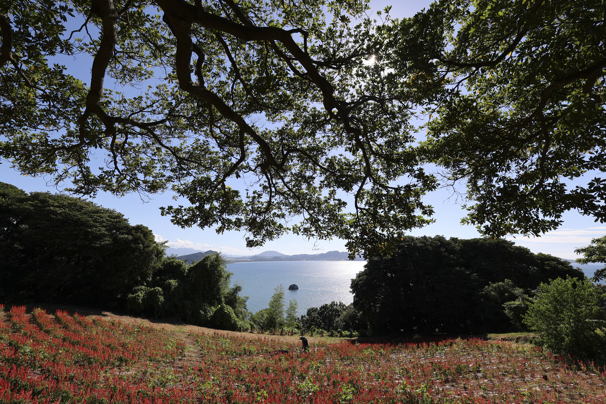 EOS R6／15mm／プログラムAE（F9、1/250秒、-0.3EV）／ISO 100／WB：オート