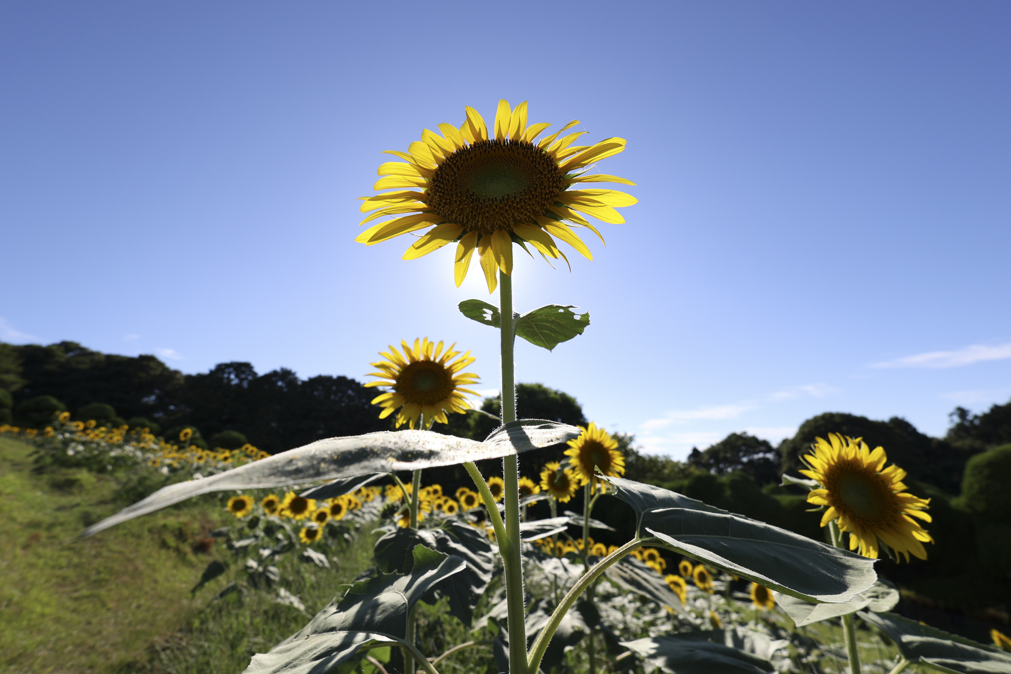 EOS R6／15mm／絞り優先AE（F6.4、1/500秒、±0EV）／ISO 100／WB：オート