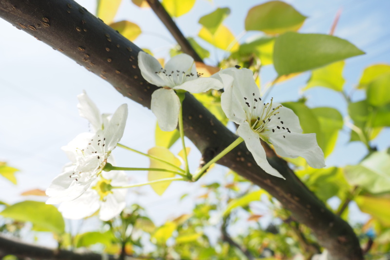 梨の花