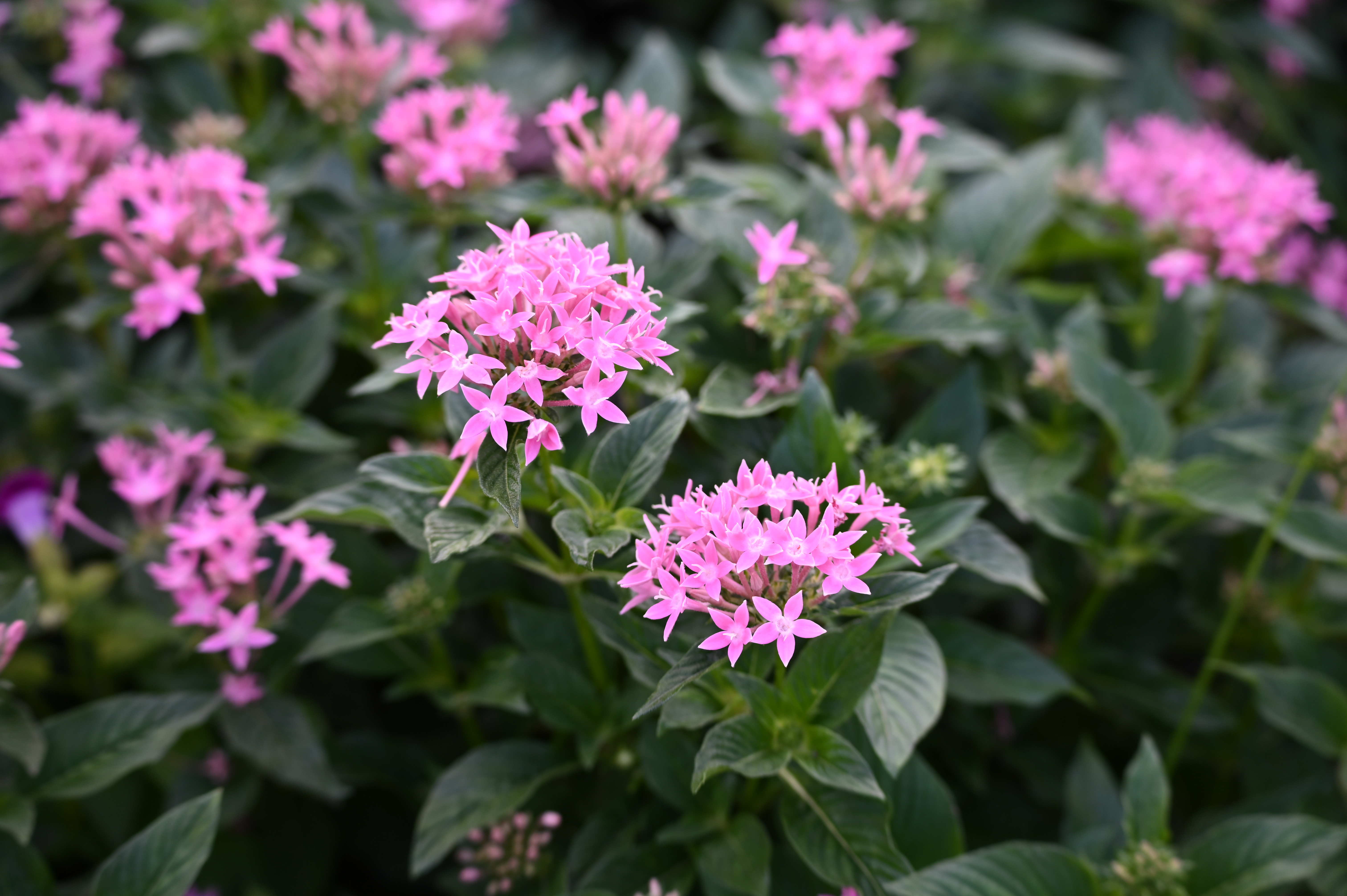 ニコン Z 6II　70-300mm F/4.5-6.3 Di III RXD（F4.5・1/200秒）ISO 200