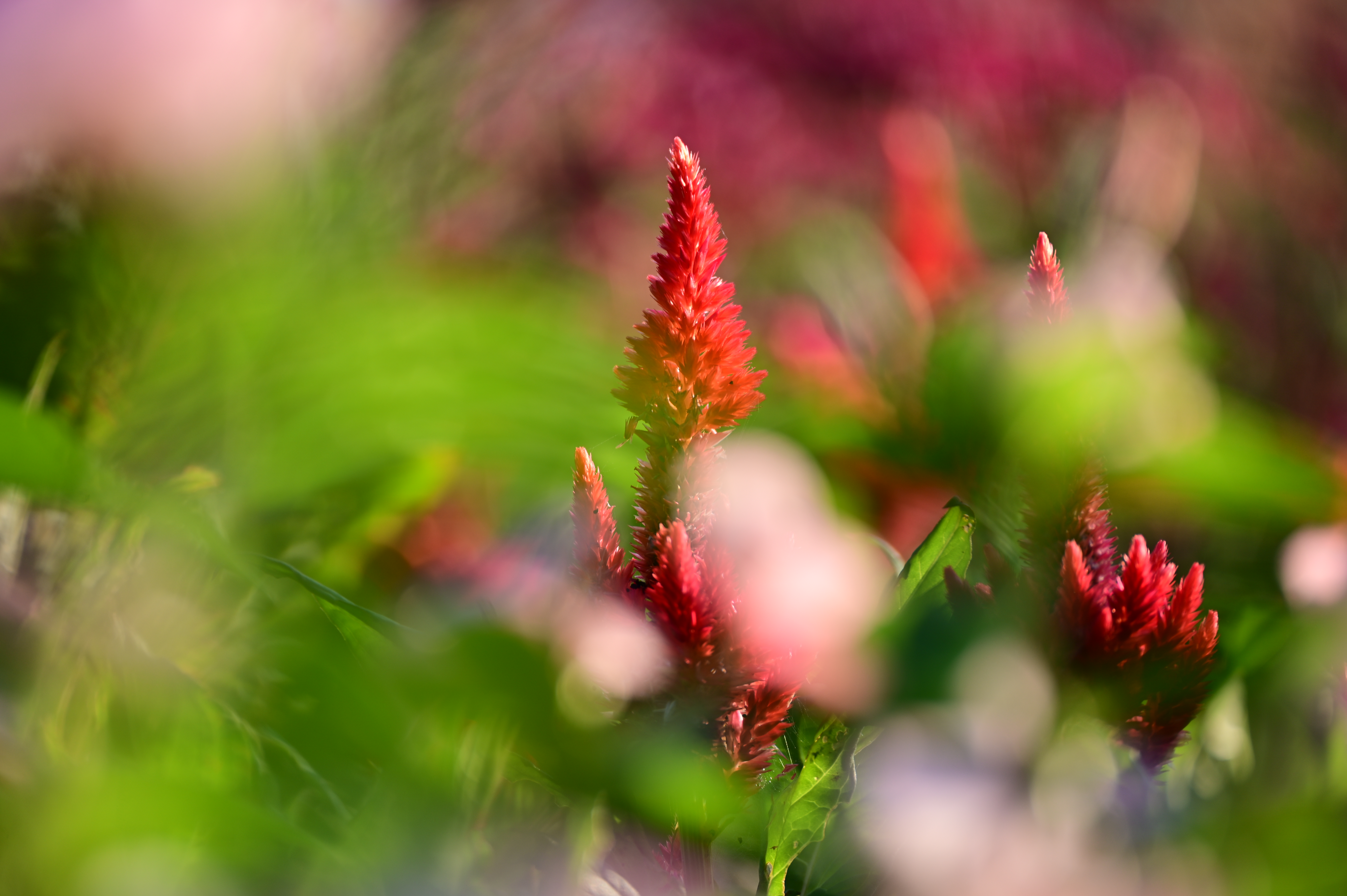 ニコン Z 6II　70-300mm F/4.5-6.3 Di III RXD（F6.3・1/125秒）ISO 100