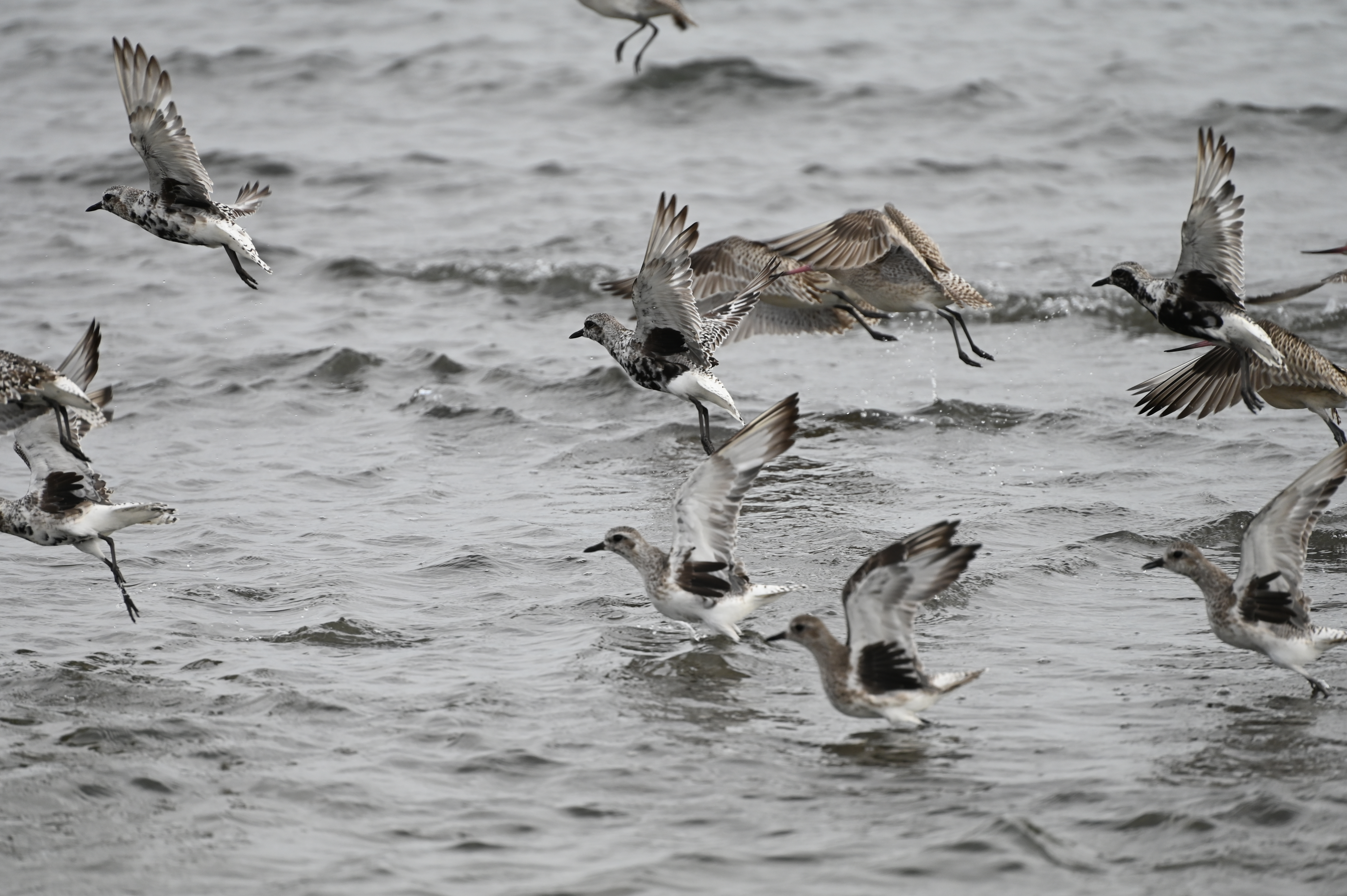 ニコン Z 6II　70-300mm F/4.5-6.3 Di III RXD（F7.1・1/2,000秒）ISO 800