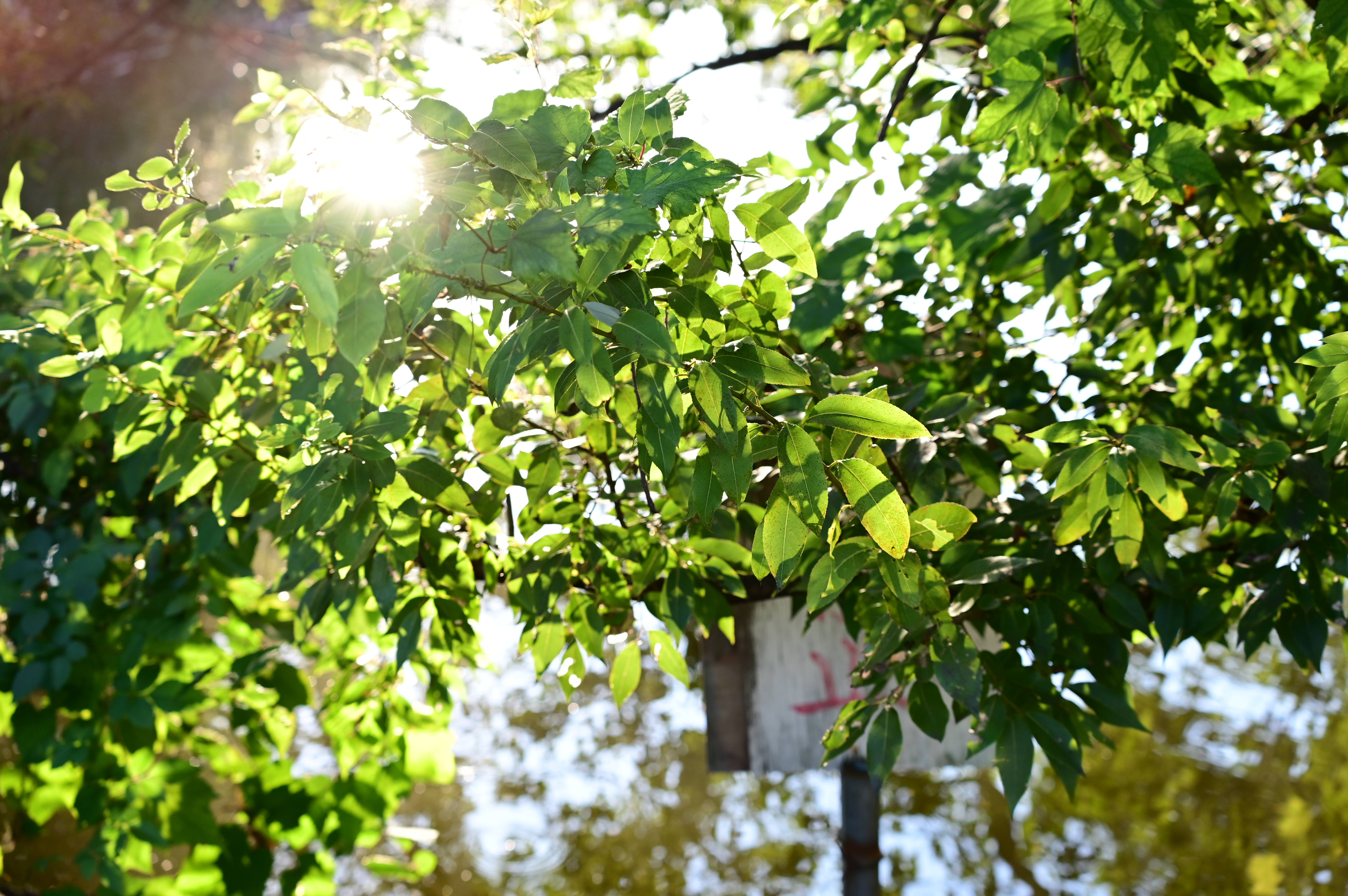 ニコン Z 6II　70-300mm F/4.5-6.3 Di III RXD（F5.6・1/125秒）ISO 400