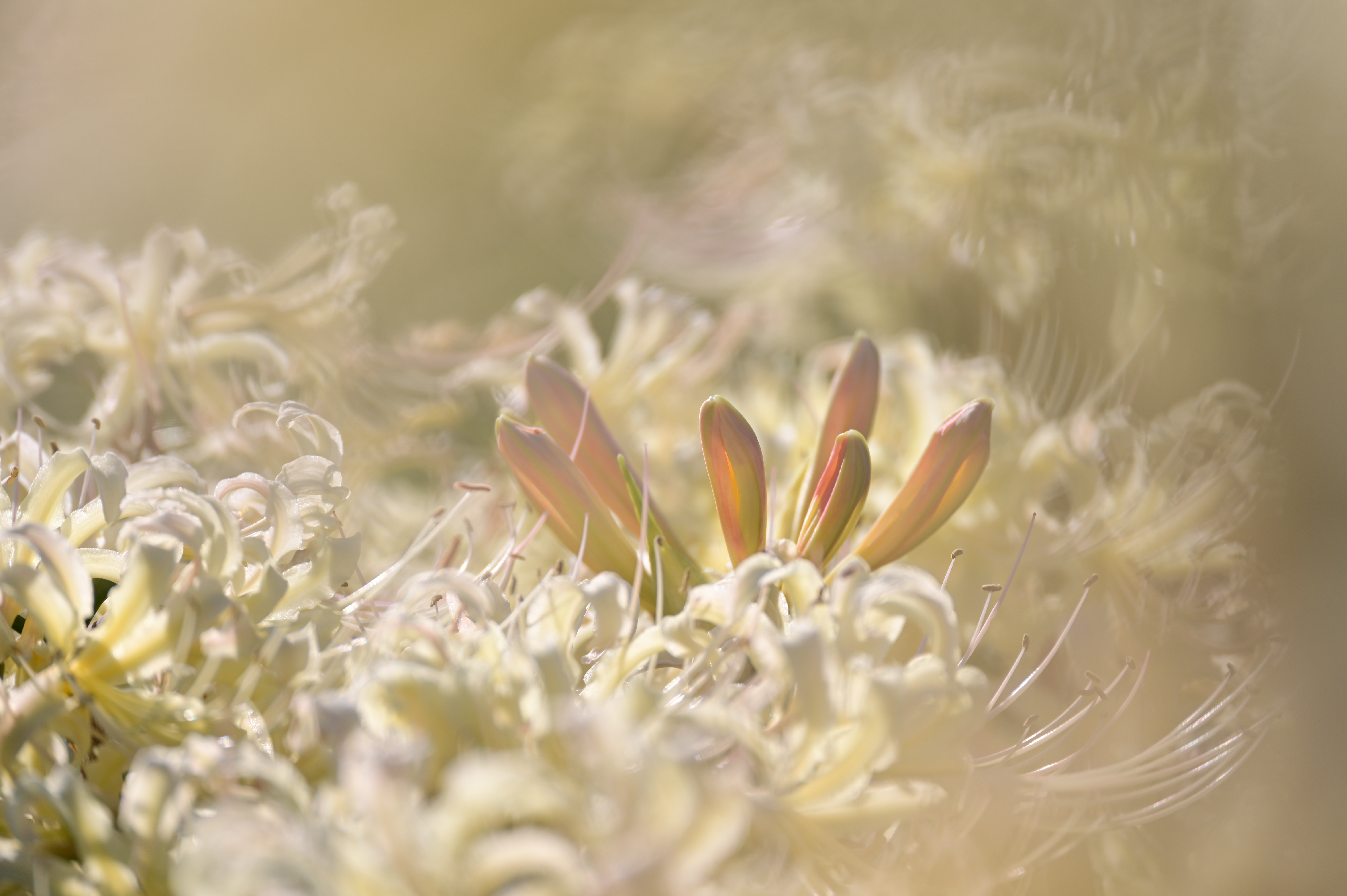 ニコン Z 6II　70-300mm F/4.5-6.3 Di III RXD（F6.3・1/500秒）ISO 100