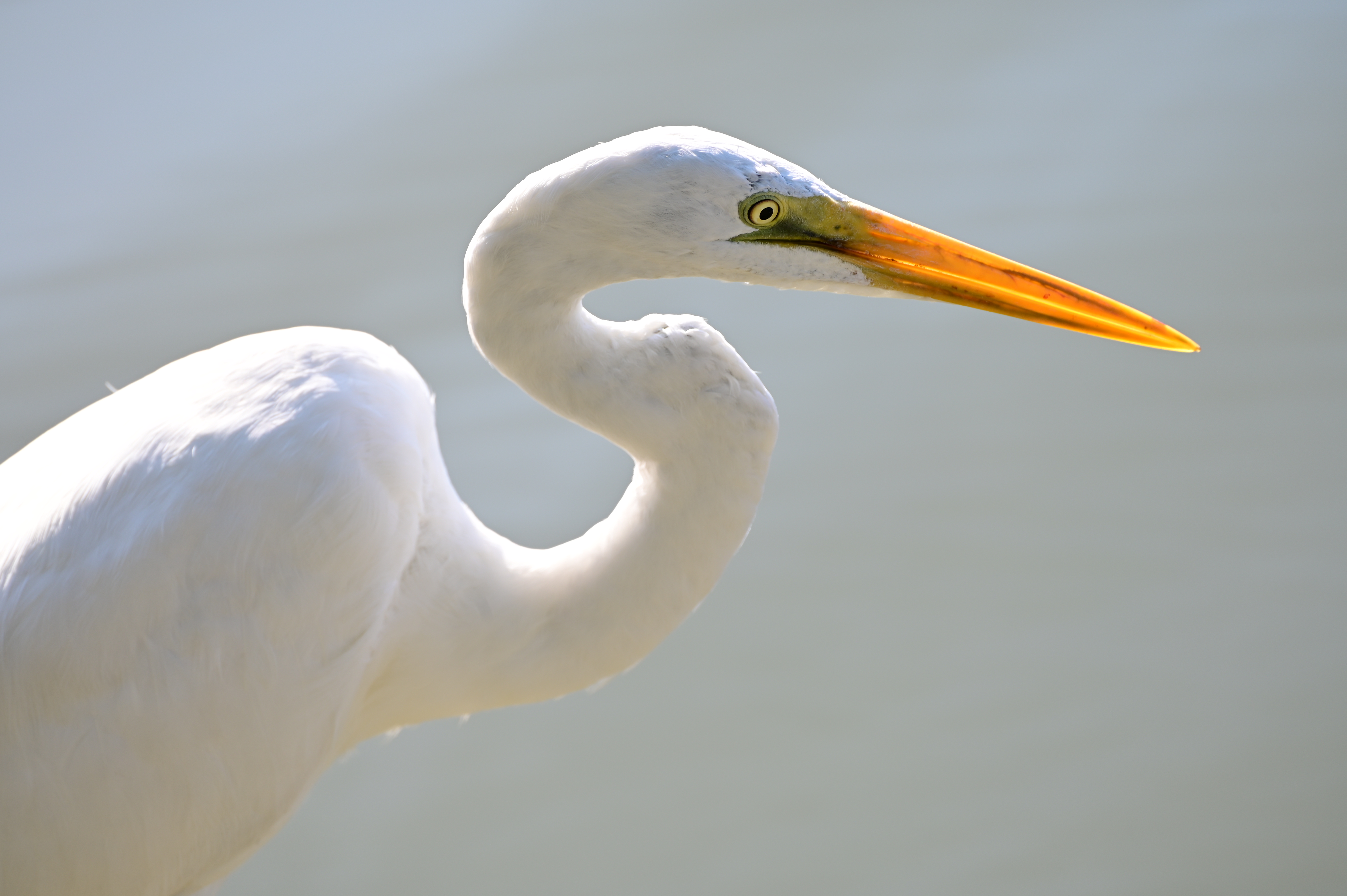 ニコン Z 6II　70-300mm F/4.5-6.3 Di III RXD（F8.0・1/100秒）ISO 100