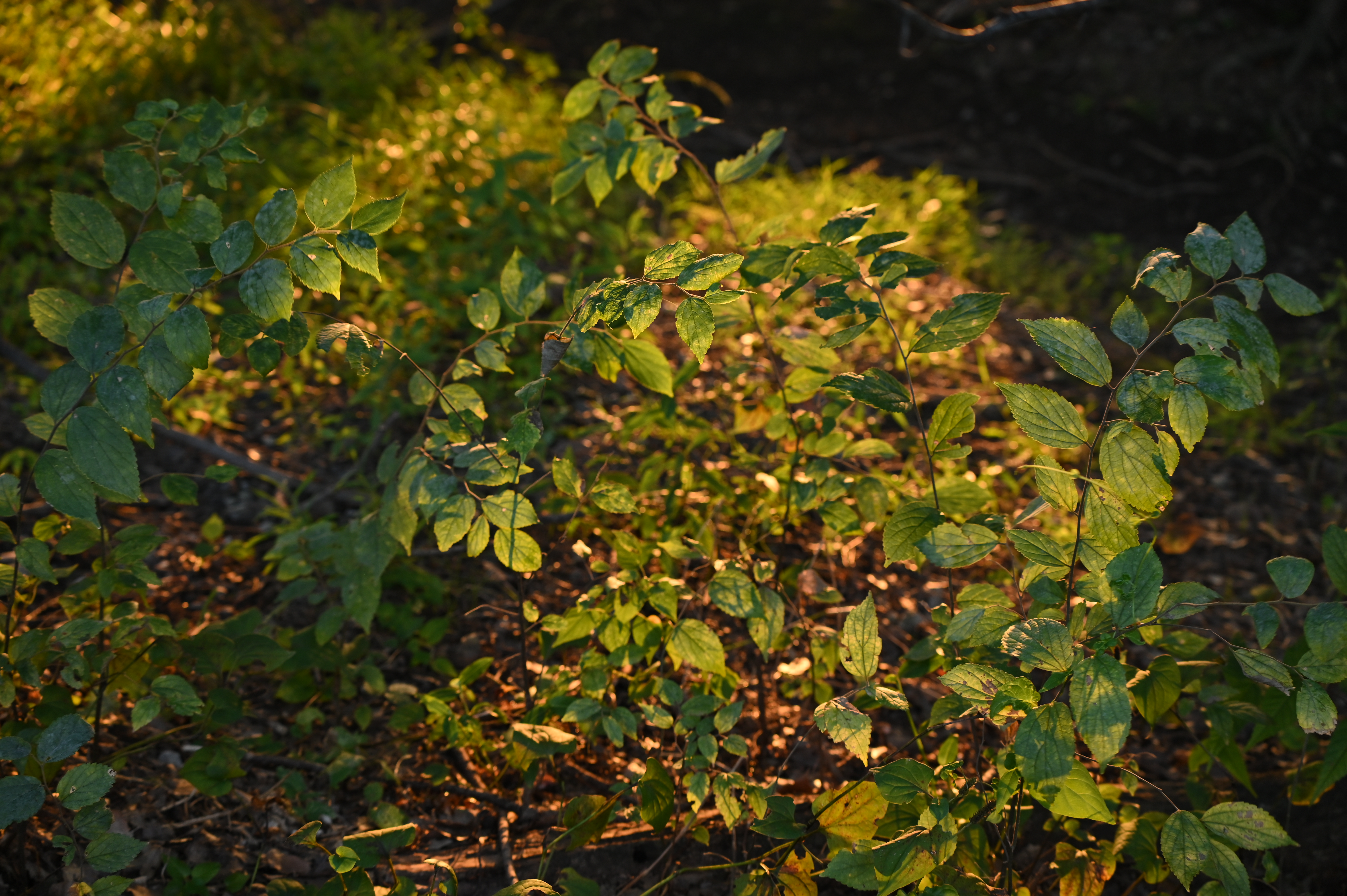 ニコン Z 6II　70-300mm F/4.5-6.3 Di III RXD（F5.6・1/20秒）ISO 400