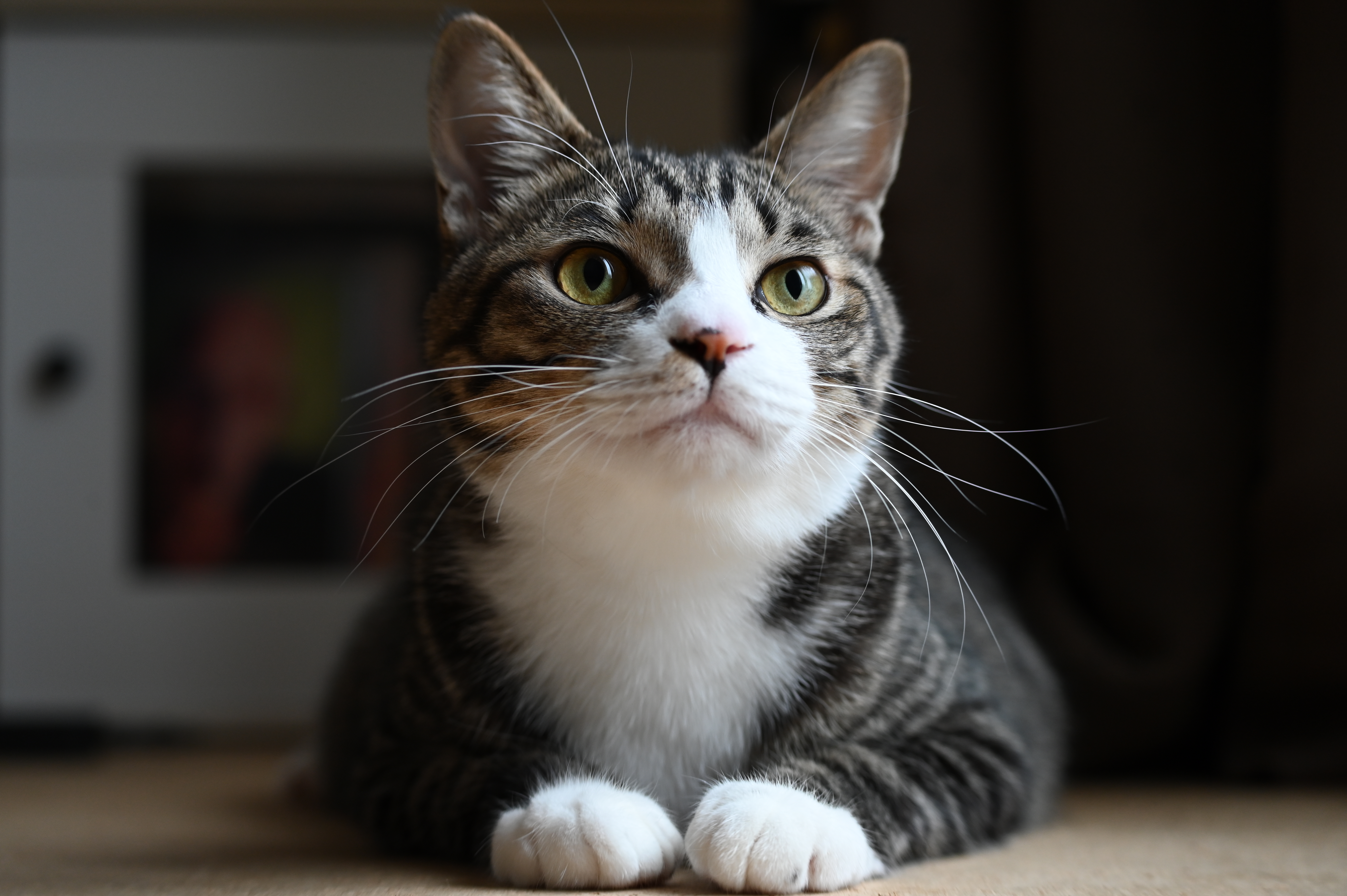 ニコン Z 6II　70-300mm F/4.5-6.3 Di III RXD（F5.0・1/60秒）ISO 800