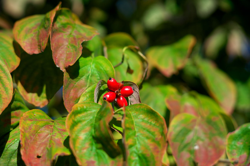 35mmフルサイズをカバーする中望遠ですね。スペックが平凡なんで人気なく、棚ずれ品みたいにおいてありました。先日行った大衆居酒屋の勘定とおなじ。かわいそうです。でもよく写ります。<br>α7C　85mm F2.8 SAM（F3.5・1/3,200秒）ISO 400