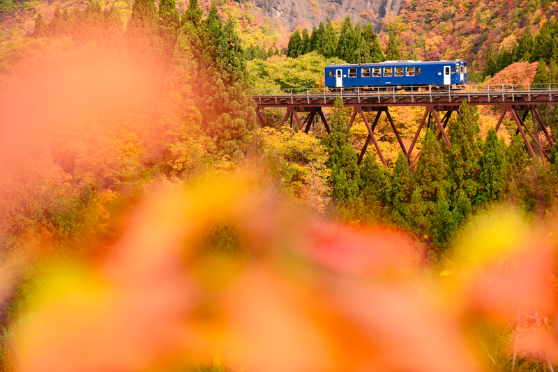 ニコンD600　AF-S NIKKOR 70-200mm f/2.8G ED VR II （95mm） 絞り優先オート （F2.8、1/3,000秒） ISO 200 WB:晴天日陰