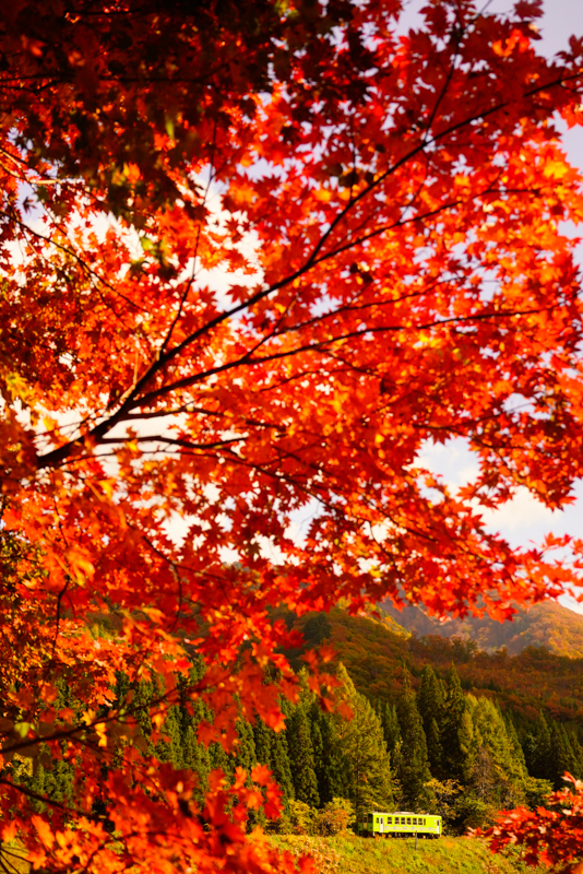 ソニーα7R III　FE 24-70mm F2.8 GM （39mm） マニュアル露出 （F4.5、1/3,200秒） ISO 1000 WB:日陰