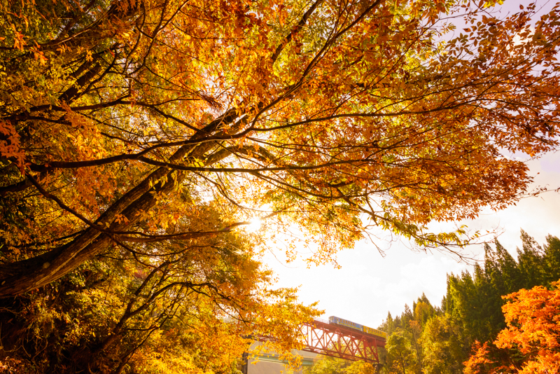 ソニーα7R III　FE 16-35mm F2.8 GM （16mm） マニュアル露出 （F6.3、1/800秒） ISO 640 WB:日陰
