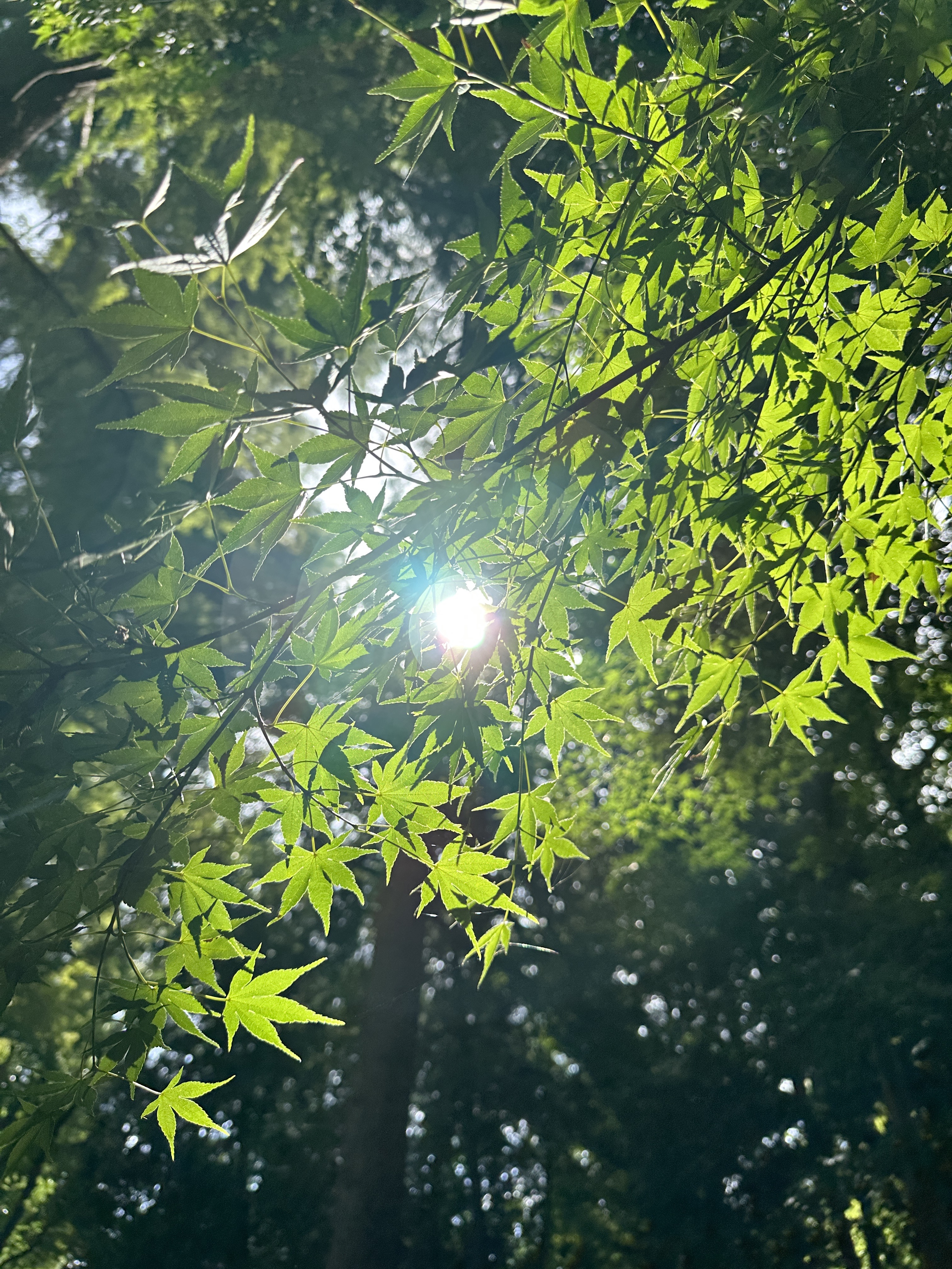 iPhone 14 Pro Max　広角カメラ（F1.78・1/1,250秒）ISO 80