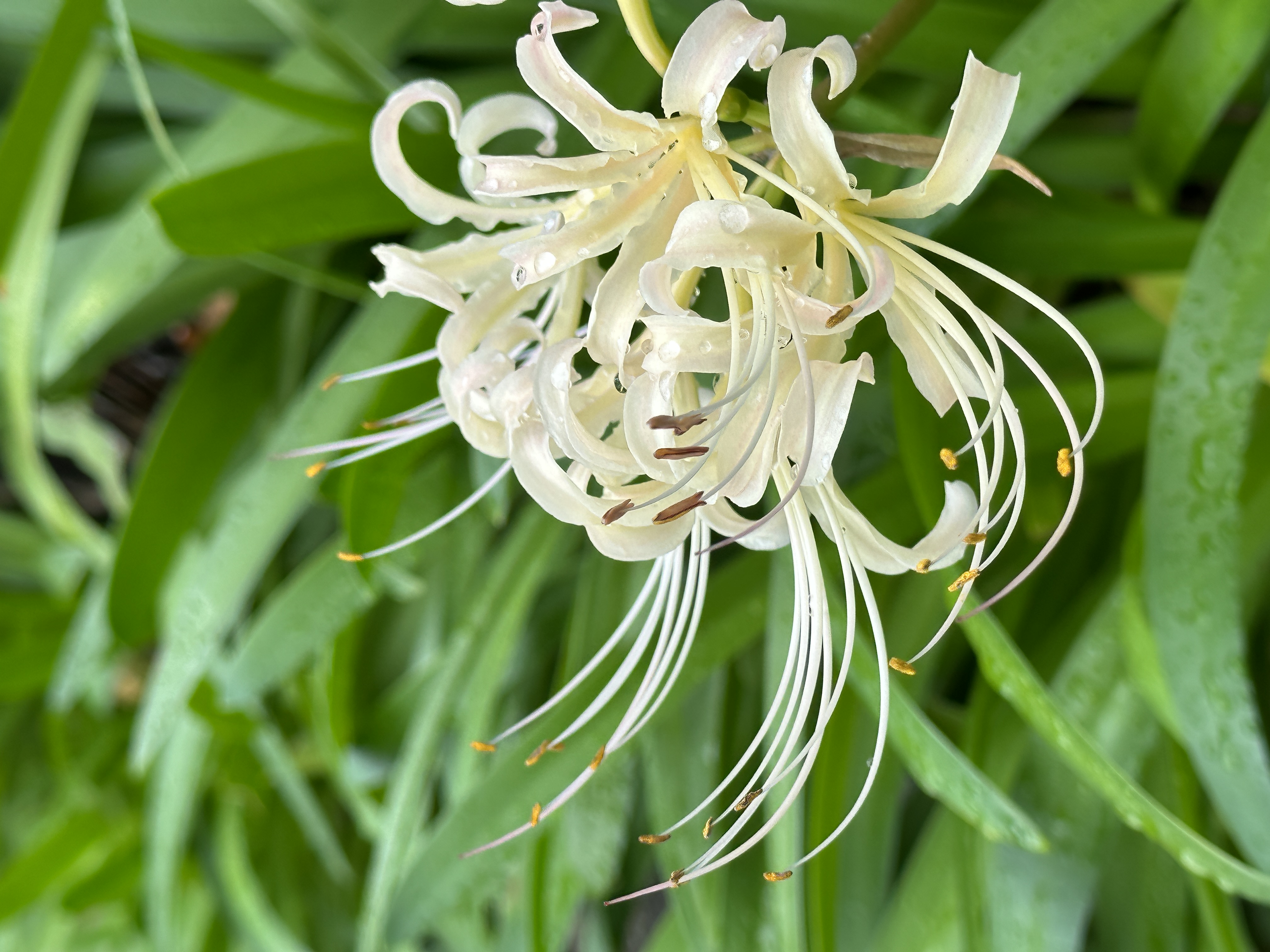 iPhone 14 Pro Max　広角カメラのクロップ（F1.78・1/800秒）ISO 64