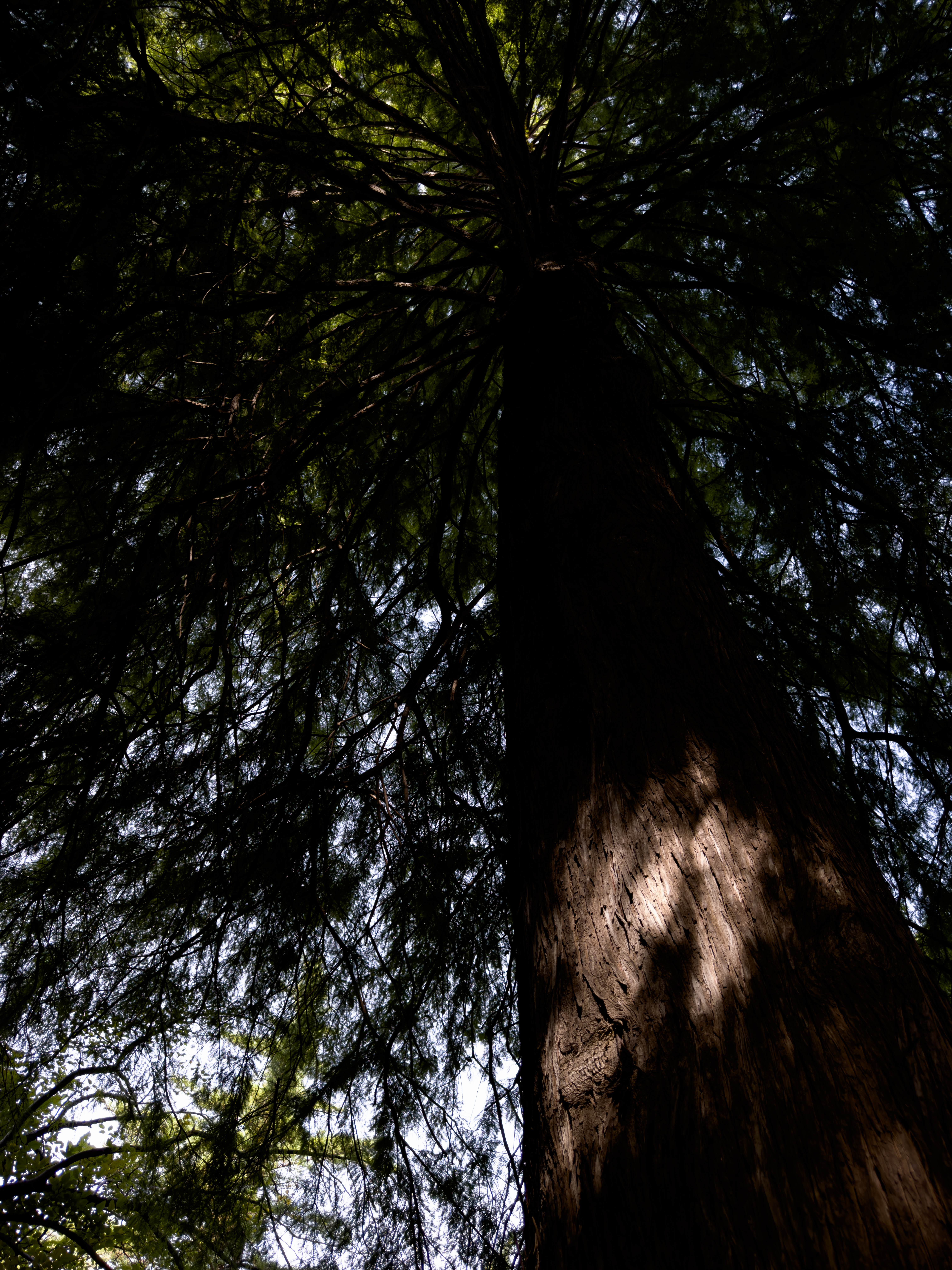 実際のRAW記録を、Adobe Photoshop Lightroom Classicでストレートに現像した写真。ハイライトの飛びがないように、かなり露出を抑えた撮影になっていることがわかる。