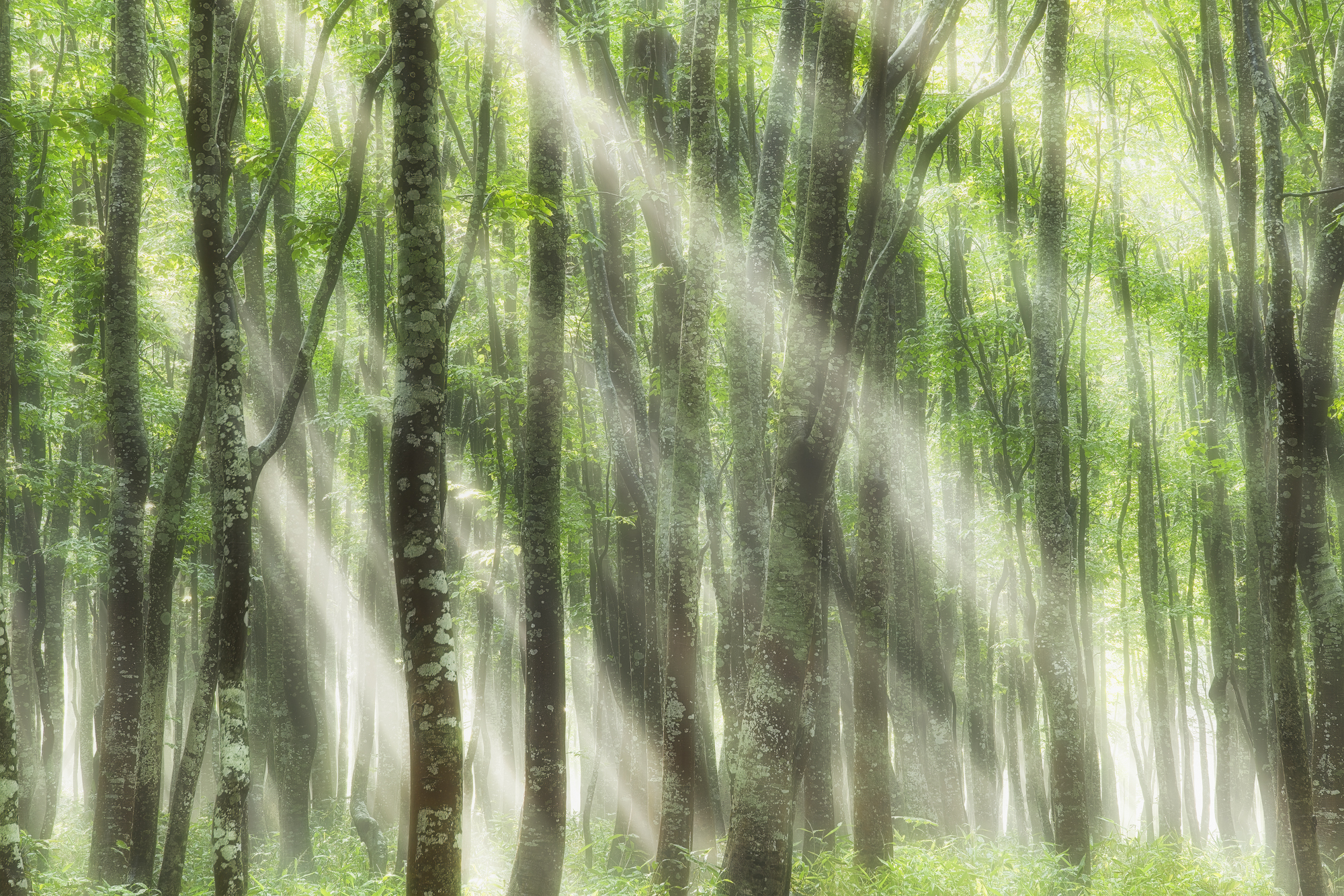 朝霧のブナ林にて10秒ほど現れた光芒を撮影。とっさのフレーミングが必要なシーンでも3Wayとして使えるG4ギア雲台がしっかりと撮影をサポートしてくれた<br> <br><span class="fnt-85">SIGMA sd Quattro H /24-105mm F4 DG OS HSM｜Art / 60mm（80mm相当）／マニュアル露出（F11）／ISO 100／WB:5,500K／SFDモードを使用して露出の異なる7枚を合成</span>