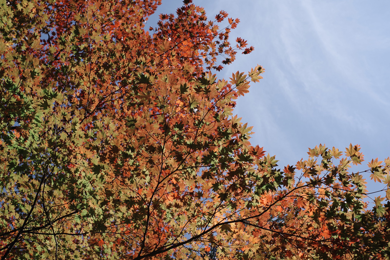 「九秋（KYUSHU）」で撮影（サンプル画像。リコーイメージング提供）