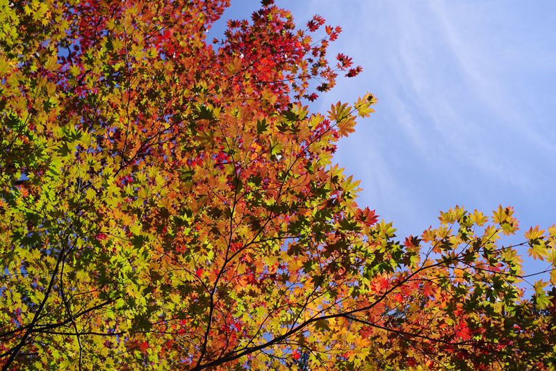「鮮やか」で撮影