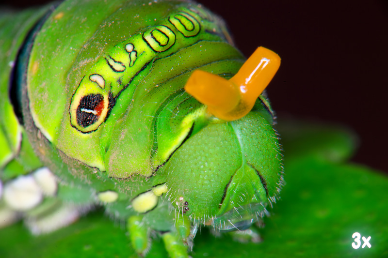 撮影倍率3倍です。もう筆者には恐怖以外の何者でもありません。近づいて数枚撮影したら、ツノみたいなのが出てきました。これはなんですか？ 回折のためか、シャープネスがやや落ちていますが、見られなくはありません。<br>ニコンDf　メディカルニッコール200mm F5.6（F45・1/125秒）ISO 100