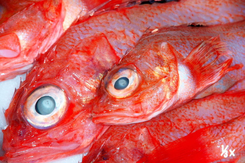 小さいキンキが売っていたので、晩酌のアテにしようと思い購入したのですが、その前に撮影してみました。新鮮だったのですが、目玉のハイライトはドーナツ状にならず、白くなりました。これはあまりよろしくありません。<br>ニコンDf　メディカルニッコール200mm F5.6（F11・1/125秒）ISO 200