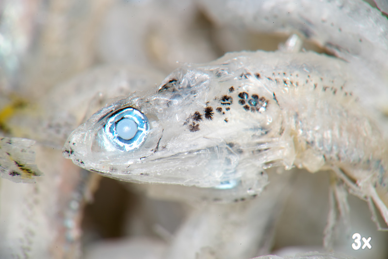 お馴染みのチリメンジャコでありまして、体長は1cmくらいですか。筆者の大好物でありますが、3倍で撮影すると、もう食欲なくなりますね。でも露出はバッチリです。1/2倍で撮影したものと比較してみると、その倍率の大きさがわかります。<br>ニコンDf　メディカルニッコール200mm F5.6（F45・1/125秒）ISO 100