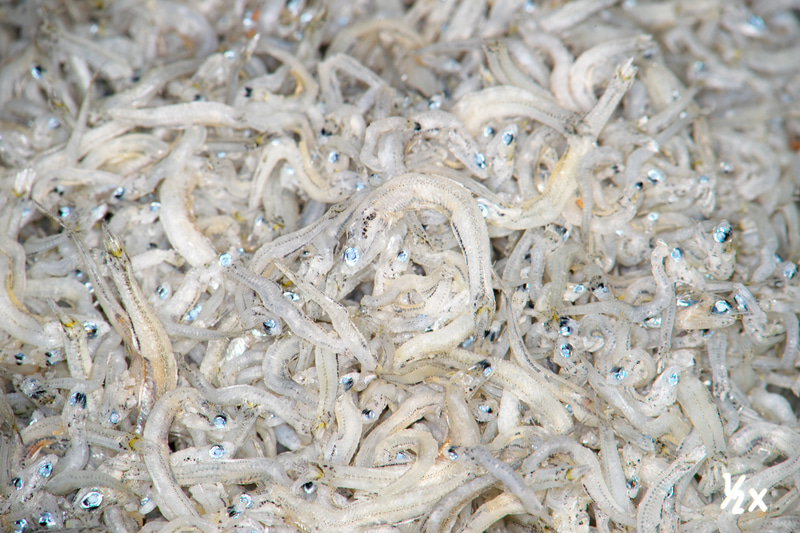 こちらは1/2倍。<br>ニコンDf　メディカルニッコール200mm F5.6（F11・1/125秒）ISO 100