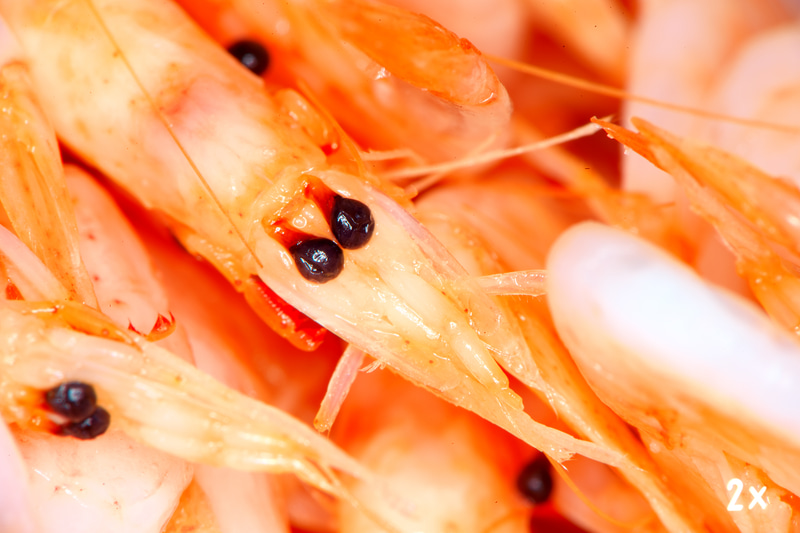 桜海老ですね。2cmくらいですか。拡大するとユーモラスな顔ですな。このあとお昼のスパゲティに投入して、いただいてしまいました。ごちそうさまです。<br>ニコンDf　メディカルニッコール200mm F5.6（F32・1/125秒）ISO 200