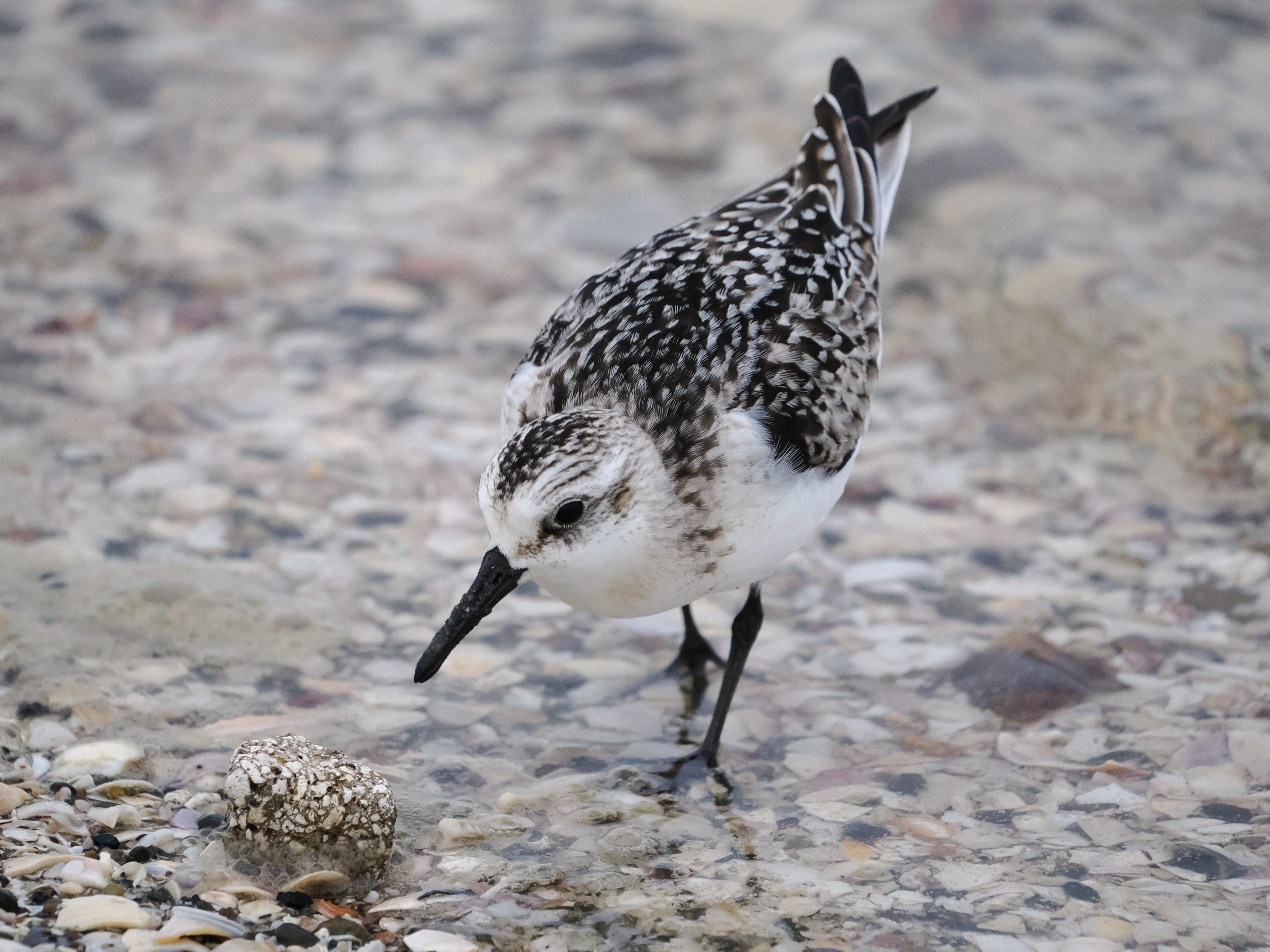 OM SYSTEM OM-1　M.ZUIKO DIGITAL ED 100-400mm F5.0-6.3 IS（F6.3・1/1600秒）ISO 3200