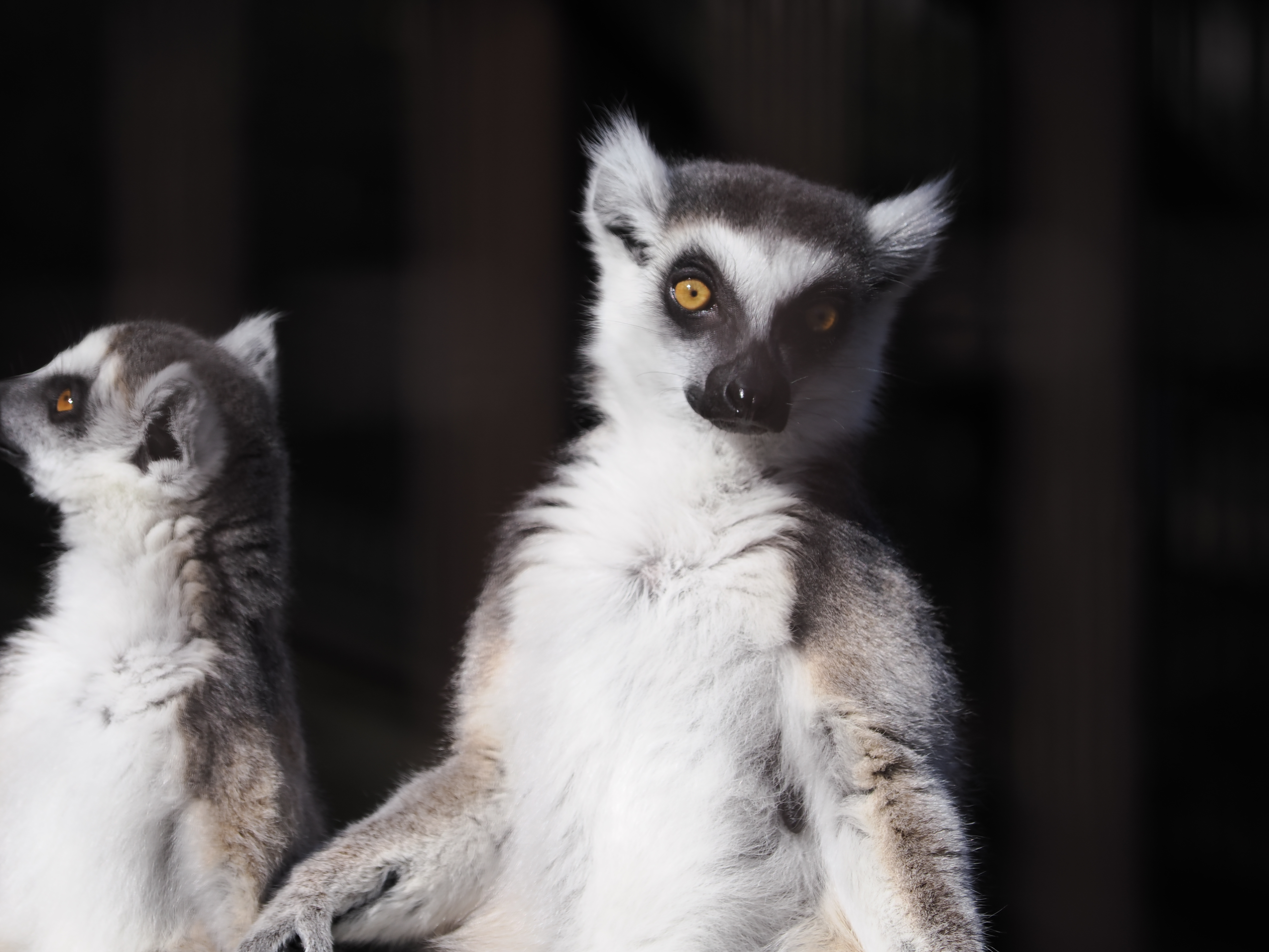 OM SYSTEM OM-1　M.ZUIKO DIGITAL ED 40-150mm F4.0 PRO（F4・1/1600秒）ISO 200