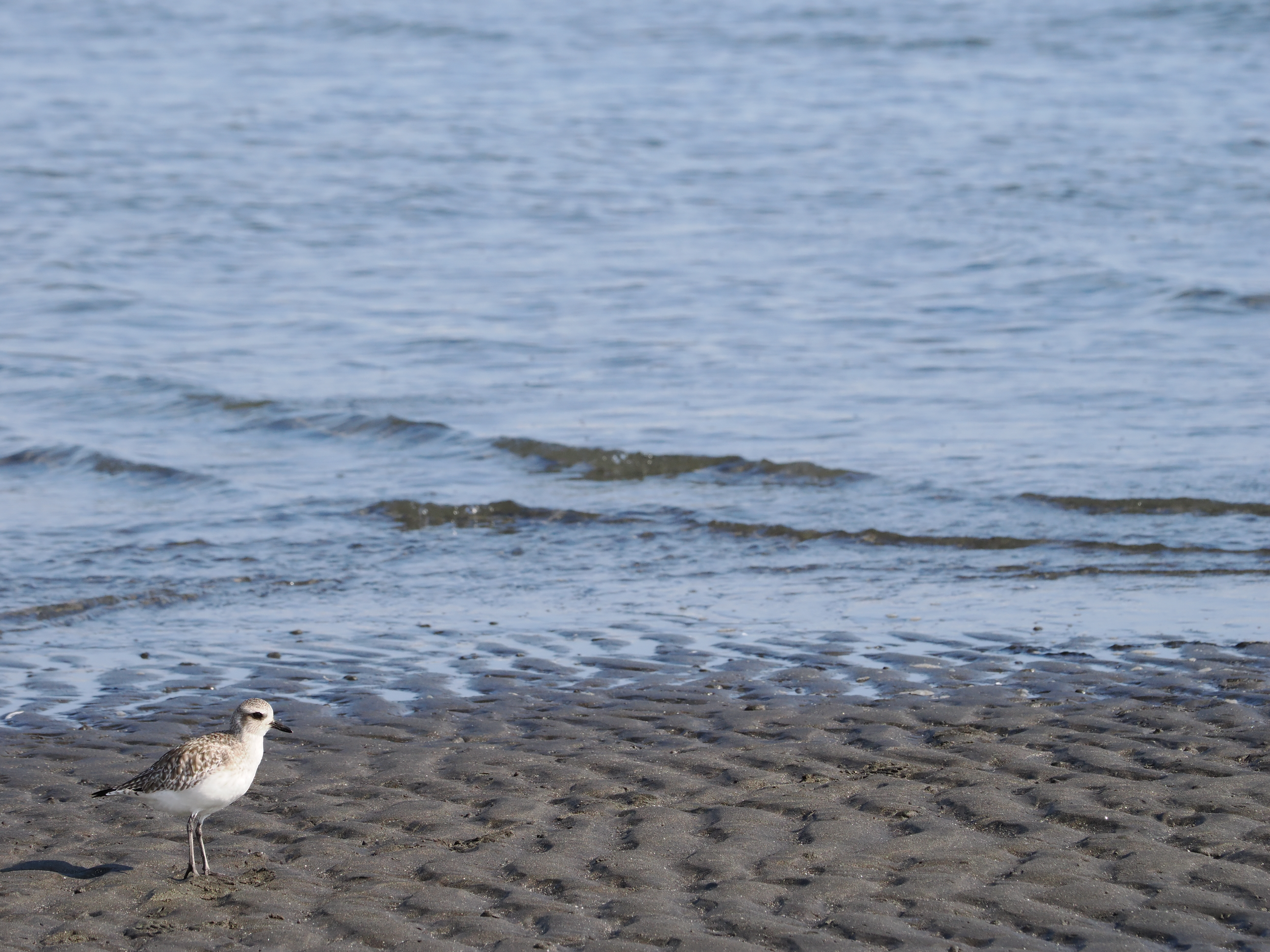 OM SYSTEM OM-1　M.ZUIKO DIGITAL ED 40-150mm F4.0 PRO（F8・1/1600秒）ISO 800