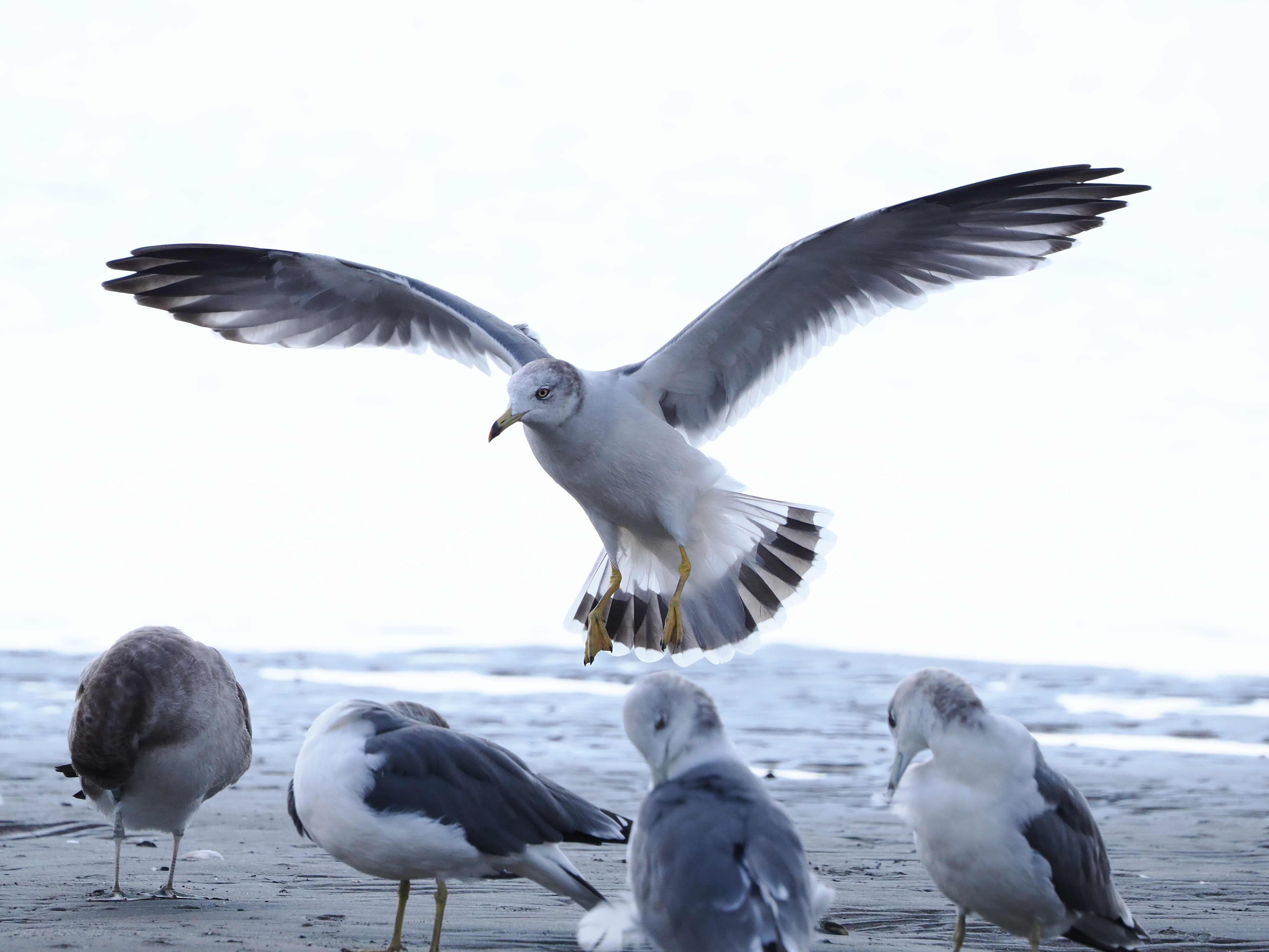 OM SYSTEM OM-1　M.ZUIKO DIGITAL ED 100-400mm F5.0-6.3 IS（F8・1/2000秒）ISO 1600