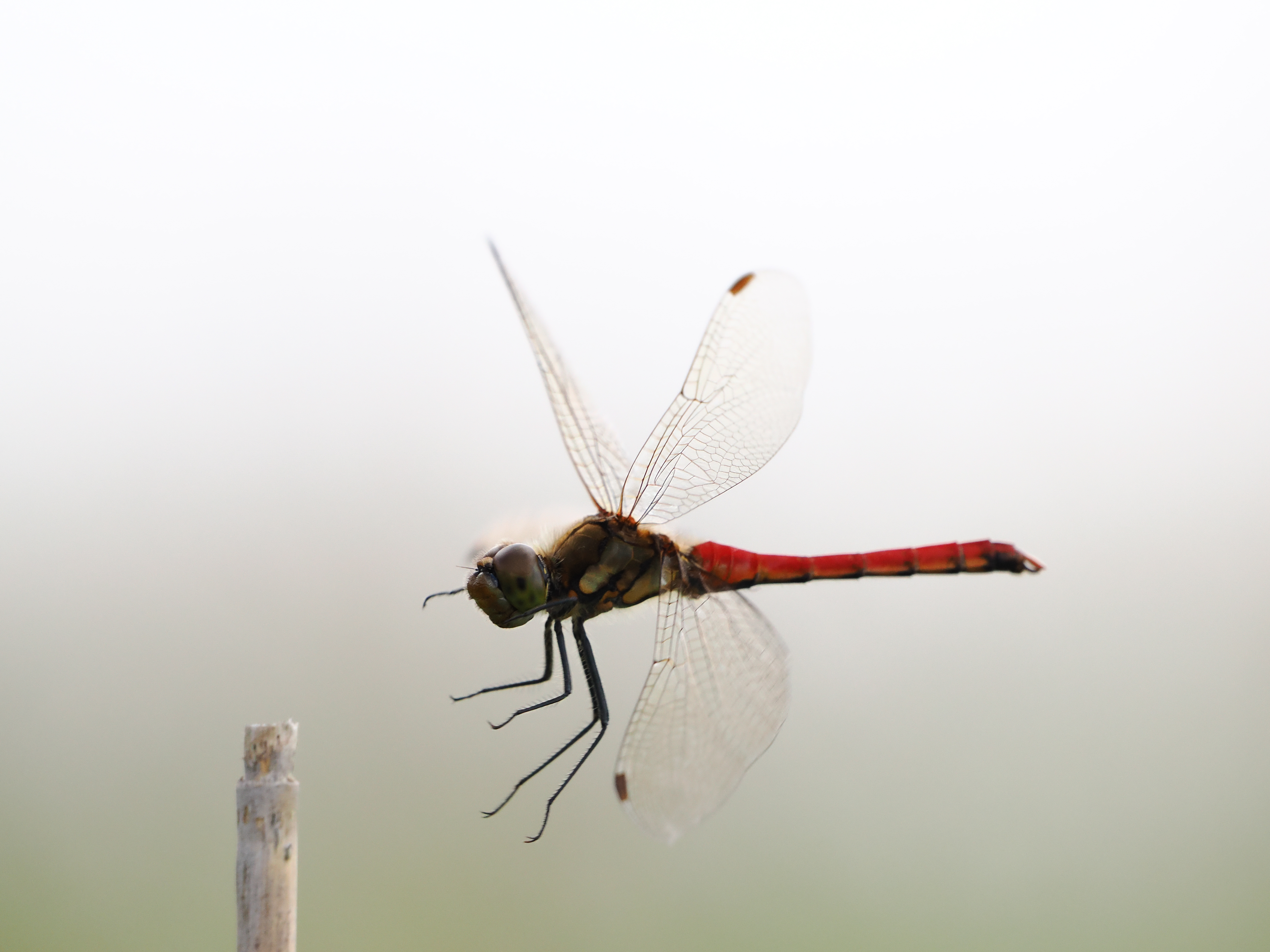 OM SYSTEM OM-1　M.ZUIKO DIGITAL ED 100-400mm F5.0-6.3 IS（F7.1・1/2000秒）ISO 1600