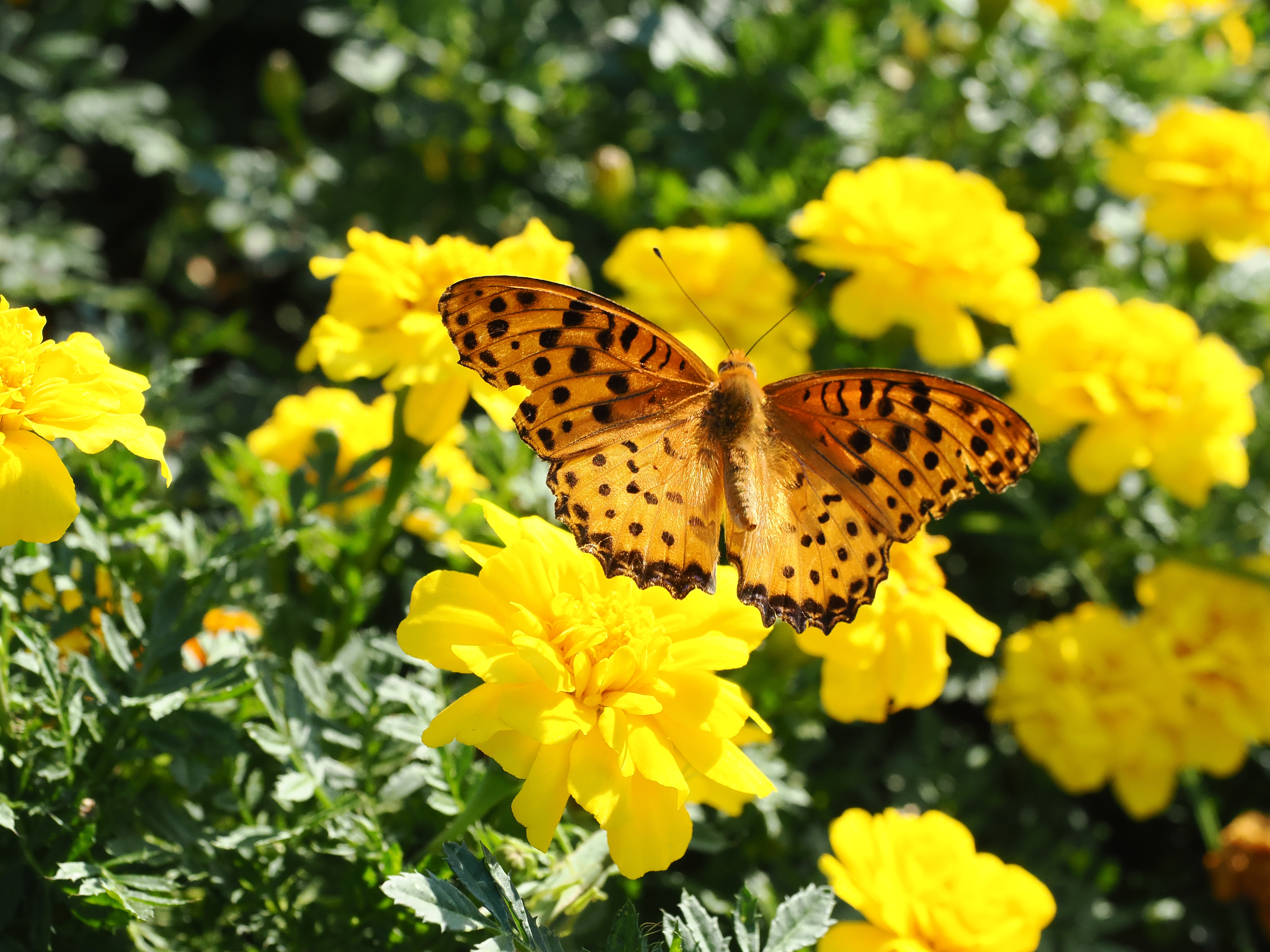 OM SYSTEM OM-1　M.ZUIKO DIGITAL ED 12-40mm F2.8 PRO II（F6.3・1/2000秒）ISO 1600