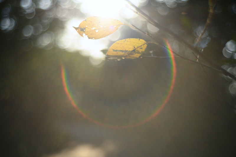 サンプル画像（焦点工房提供。以下同）