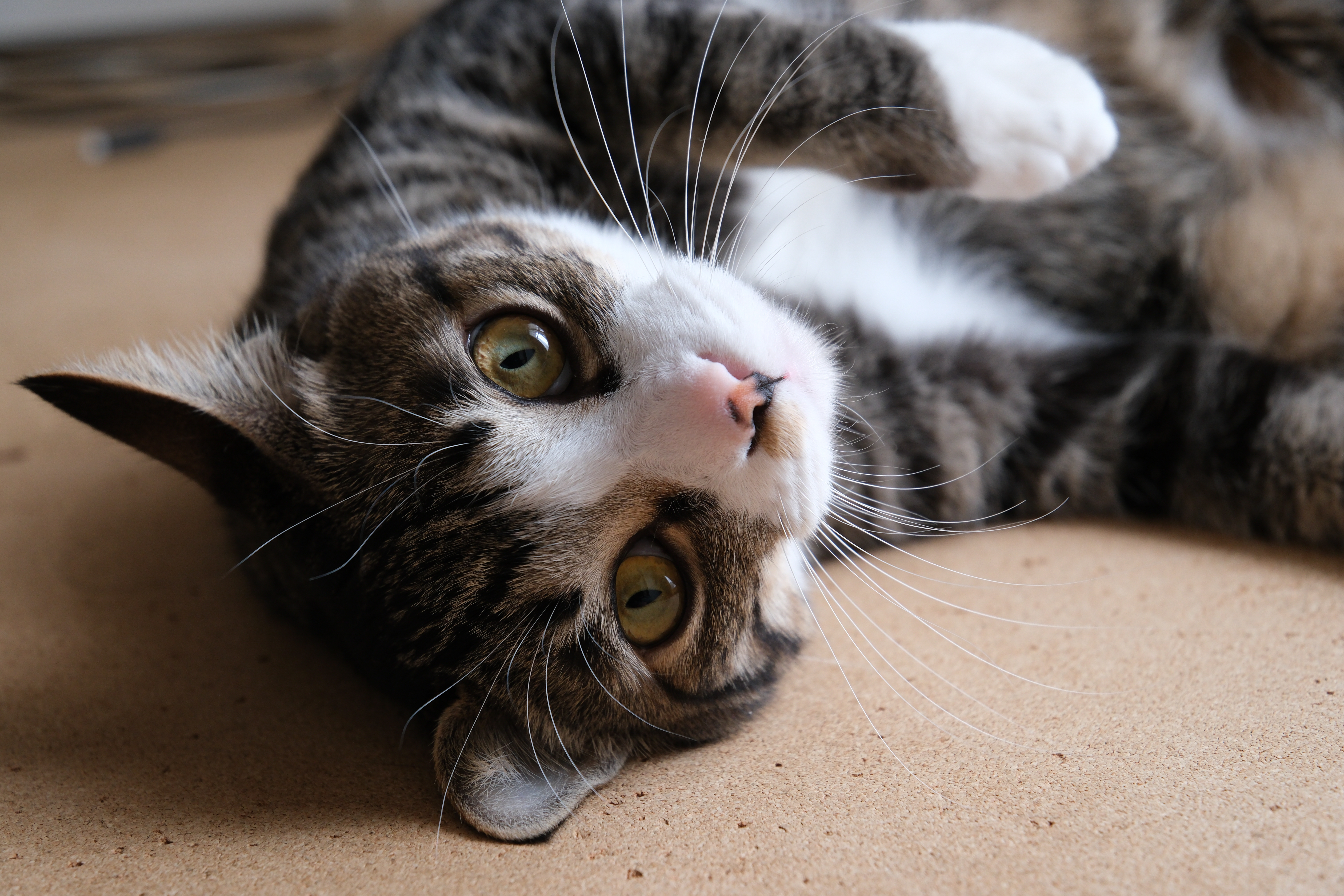 猫の毛並みも1本1本を丁寧に描き分けてくれます。等倍などで見なくても解像感の高さを感じられるから不思議