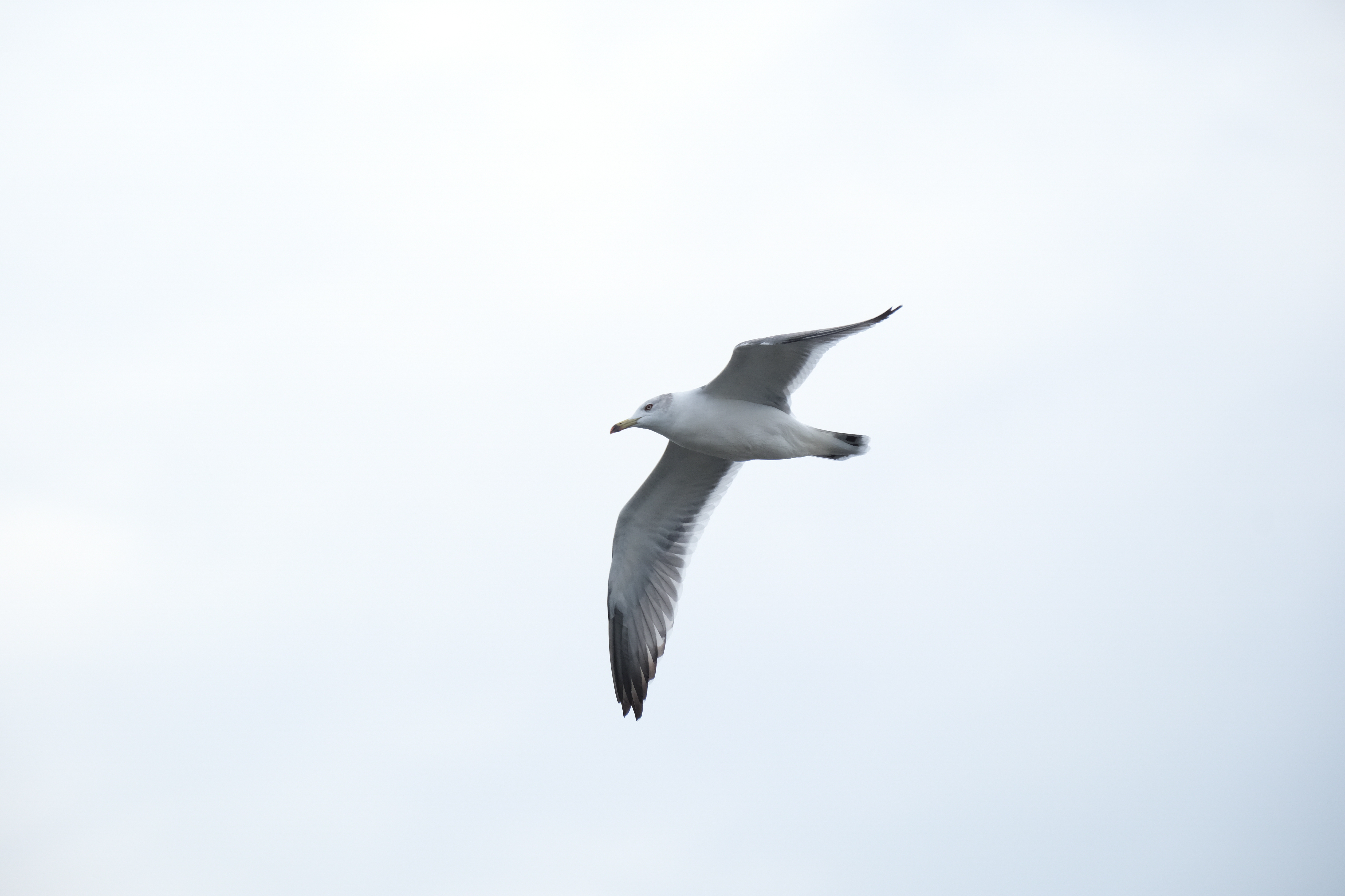 X-H2　XF70-300mmF4-5.6 R LM OIS WR（F8・1/1,600秒・300mm）ISO 1600