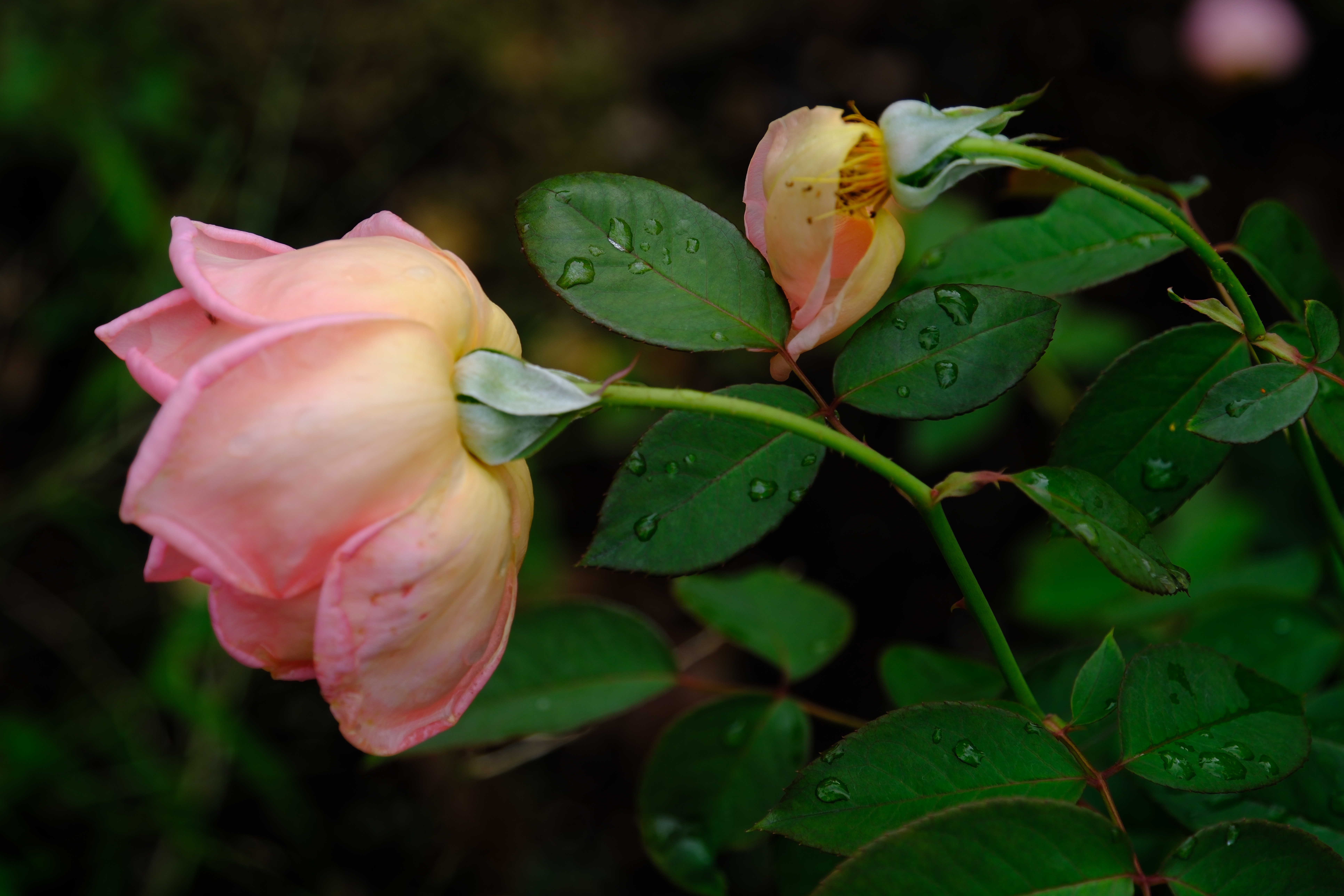 X-H2　XF18-120mmF4 LM PZ WR（F4・1/420秒・78mm）ISO 125