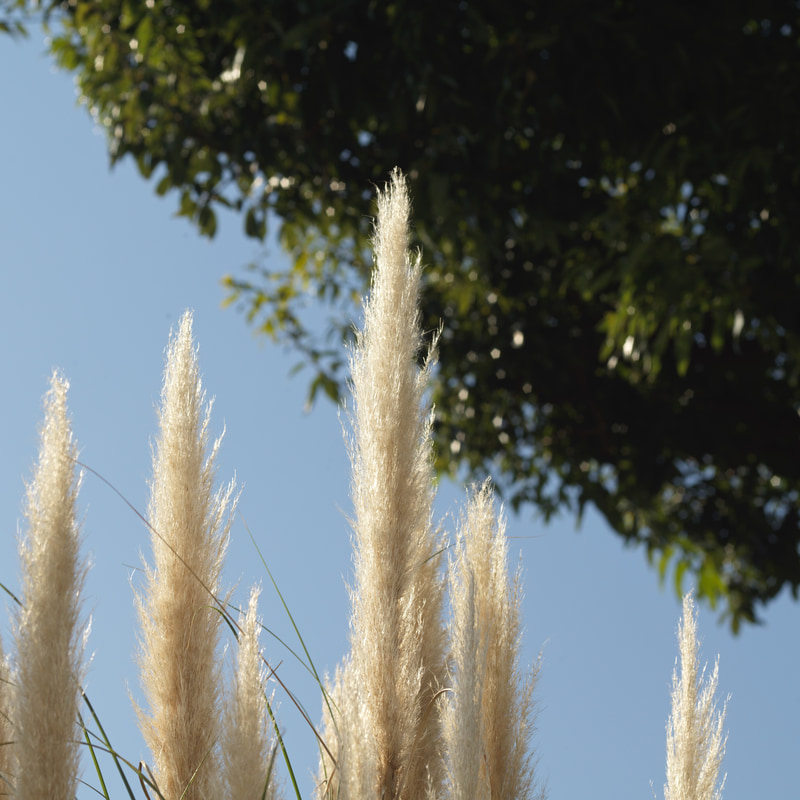 CFV II 50Cを使用しても線の細さを感じさせるのは素晴らしいですね。斜光線でディテール再現もありボケ味も悪くありません。<br>CFV II 50C　マクロプラナーCF T* 120mm F4（F8・1/500秒）ISO 200