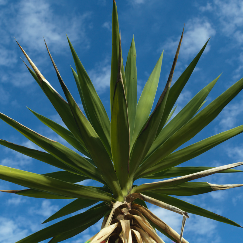 ヌケは悪くないのですが、フォーカスの合焦点はもっとピリッといきたいところです。遠距離よりも至近距離の方が性能はいいみたいですねえ。<br>CFV II 50C　ディスタゴンCF T* 60mm F3.5（F8・1/500秒）ISO 400