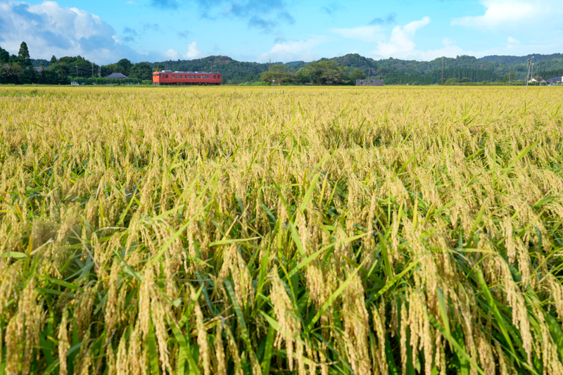 ソニーα1　FE 24-70mm F2.8 GM II （33mm） 絞り優先オート （F8、1/320秒） ISO 400 WB:太陽光