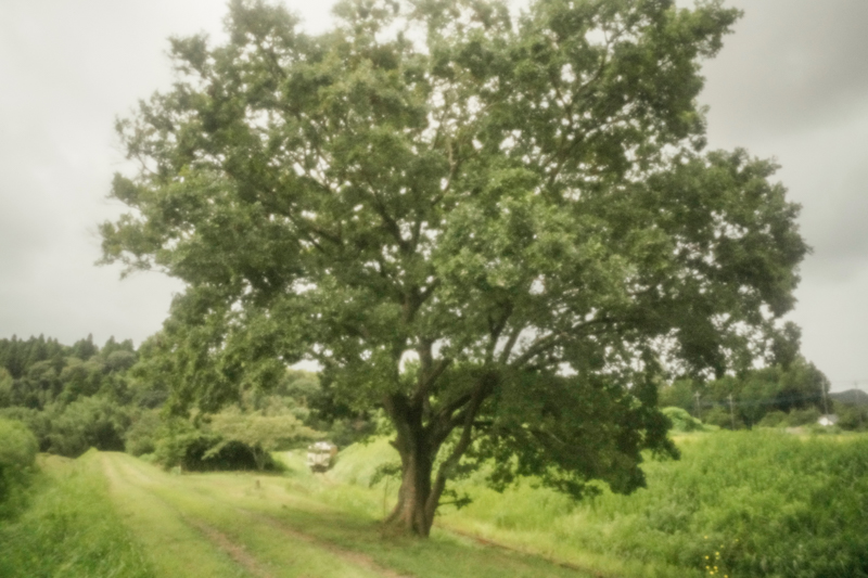 ソニーα1　ピンホールレンズ ZNONZ Is　 マニュアル露出 （1/60秒） ISO 6400 WB:日陰